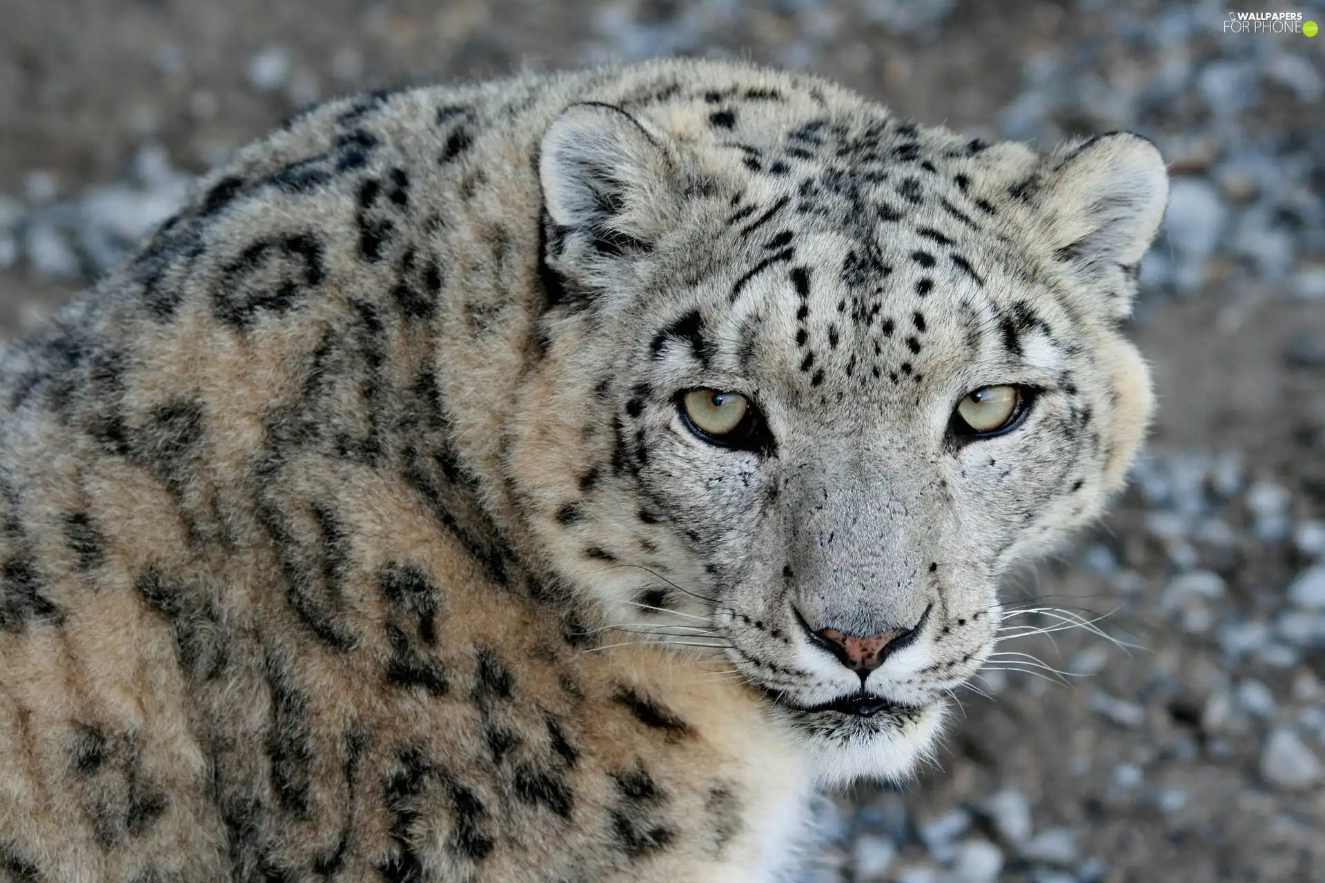 Eyes, cat, snow leopard