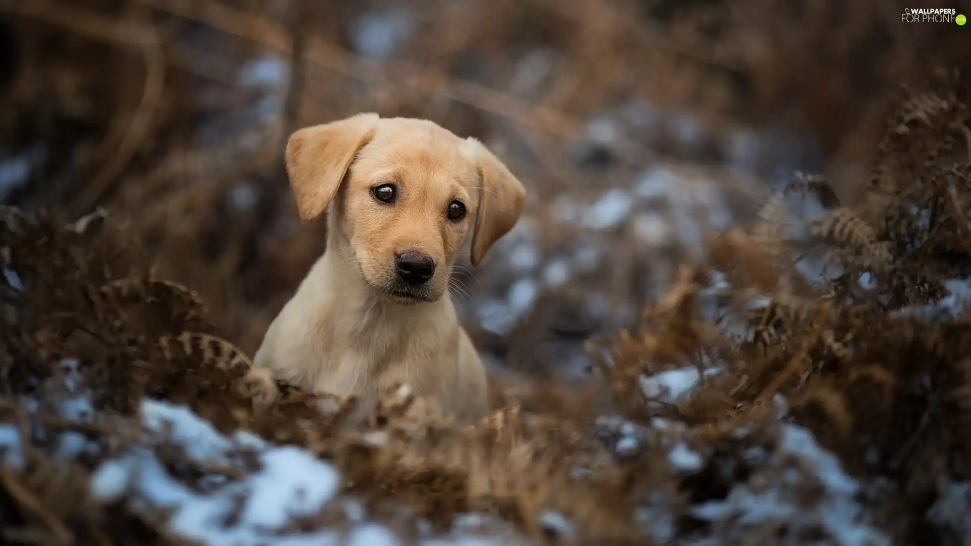dry, Puppy, Fern, snow, Leaf, Labrador Retriever