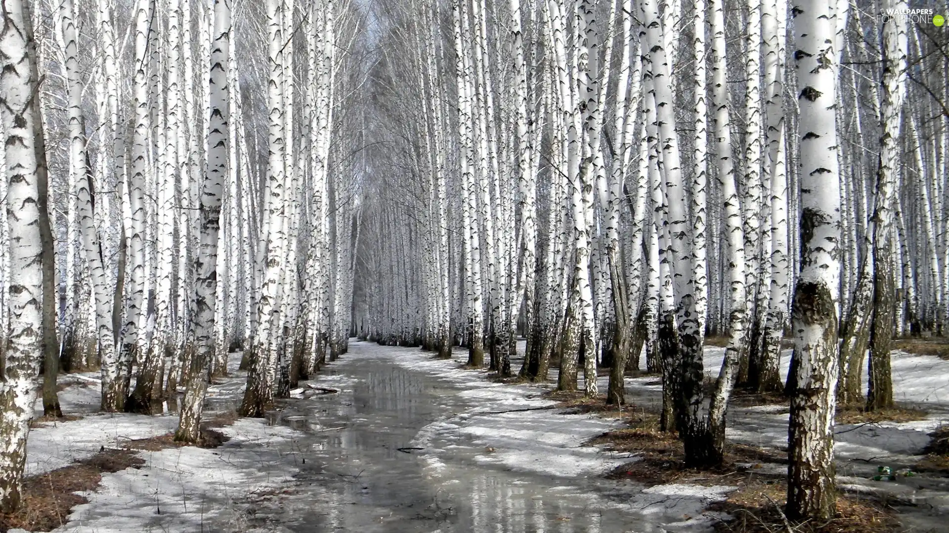 forest, melting, snow, birch