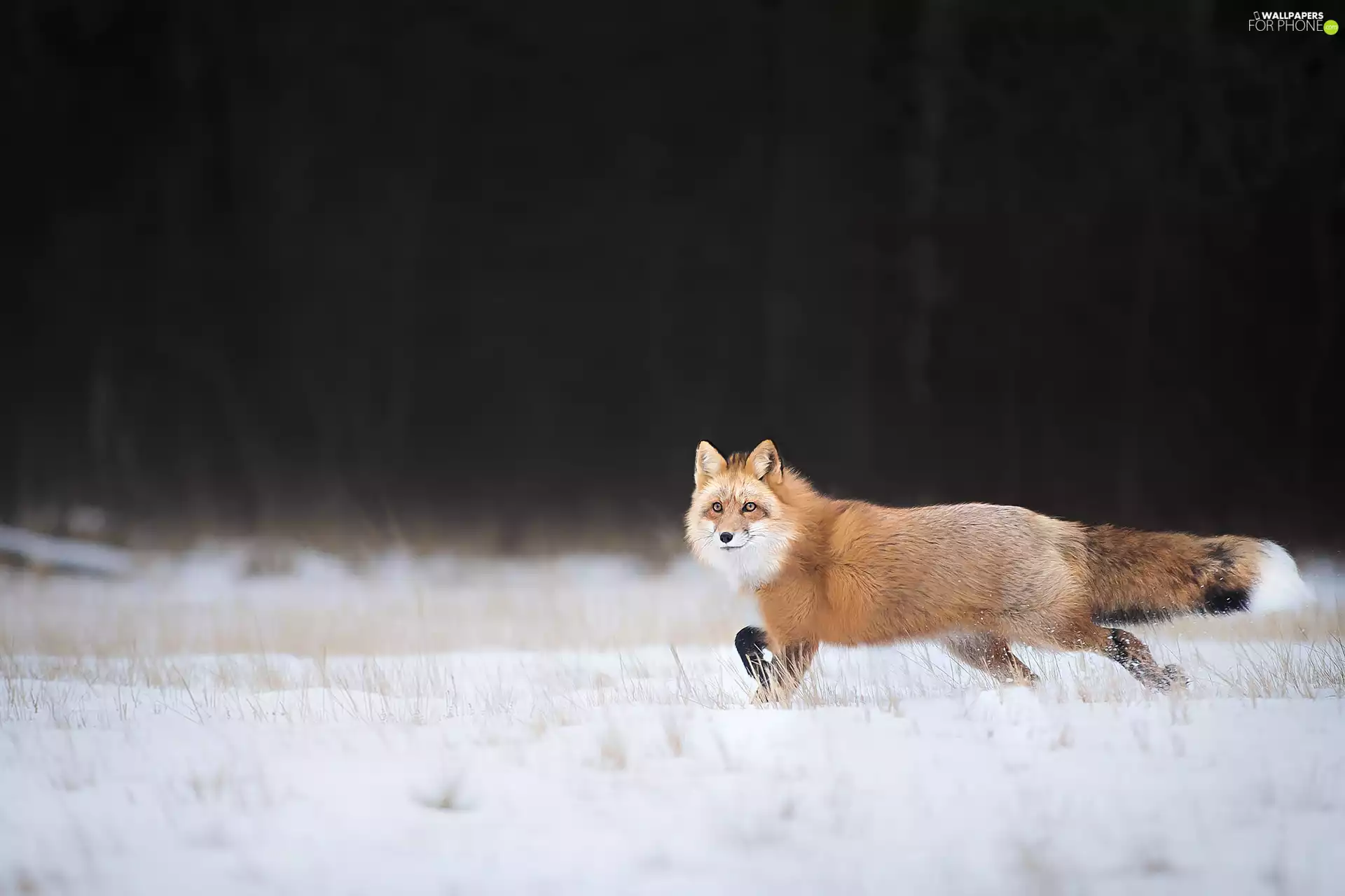 snow, Fox, ginger