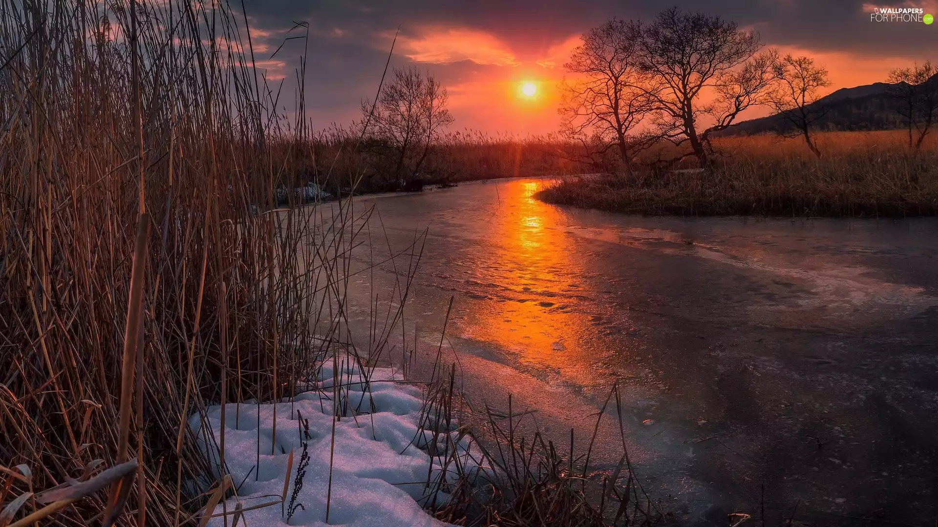 snow, cane, winter, rushes, viewes, River, Great Sunsets, trees
