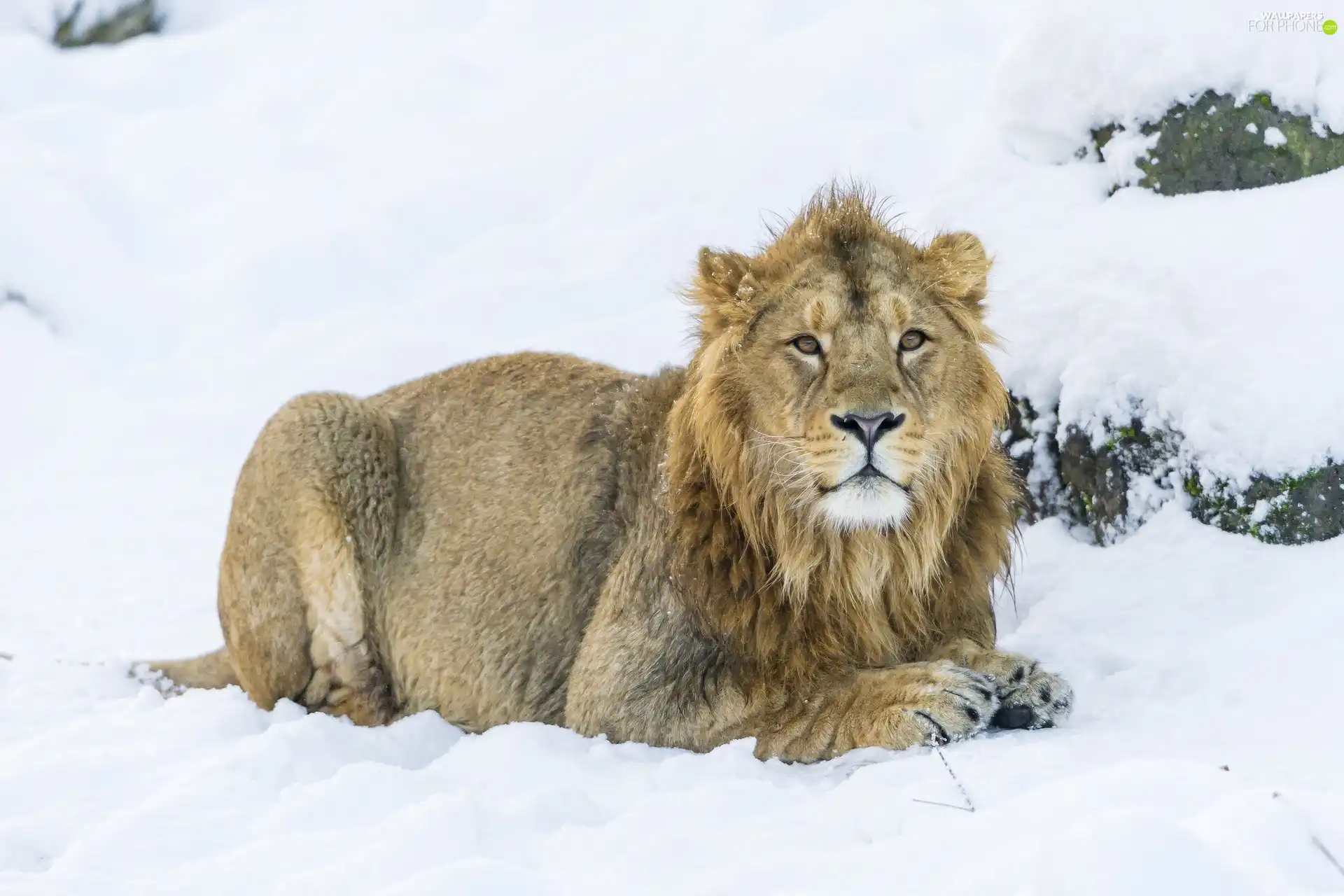 Lion, snow