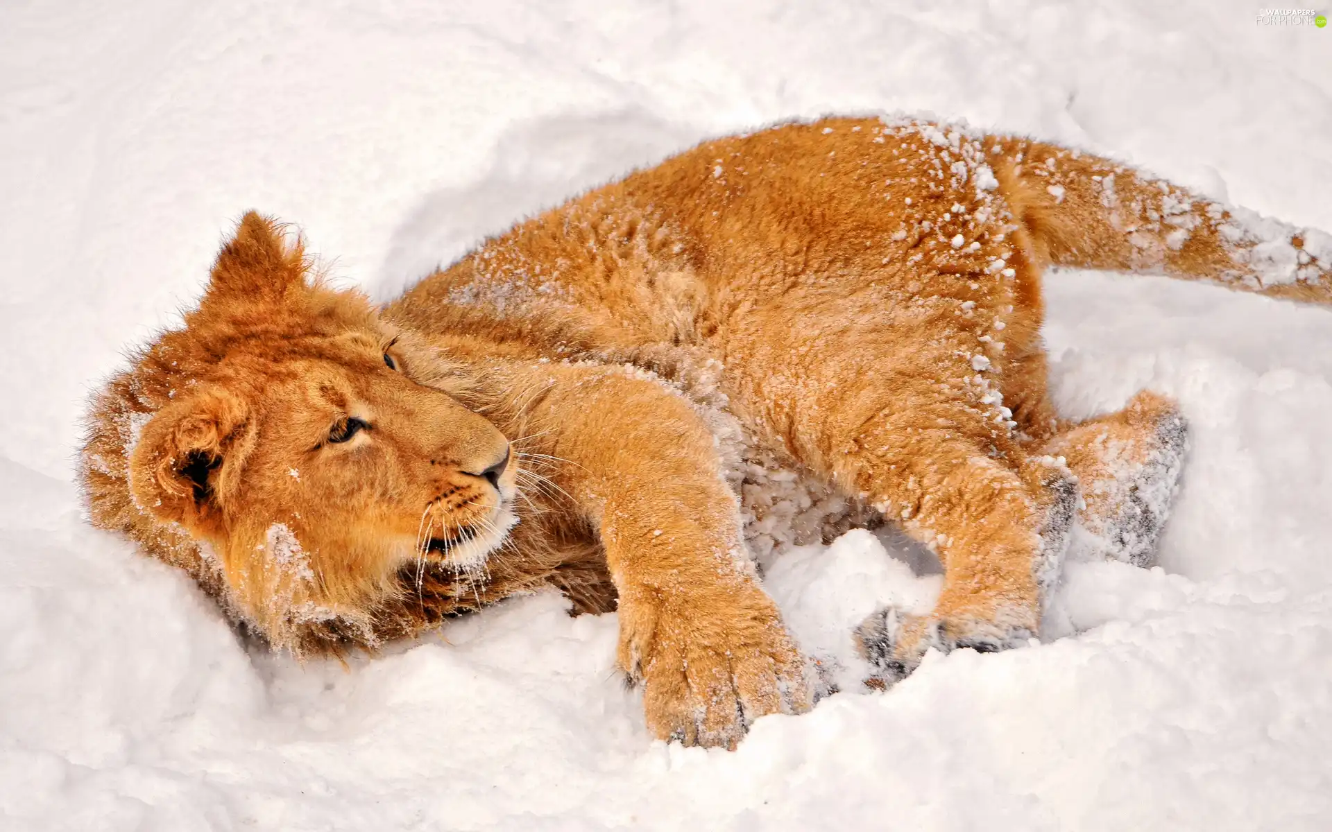 Lion, snow