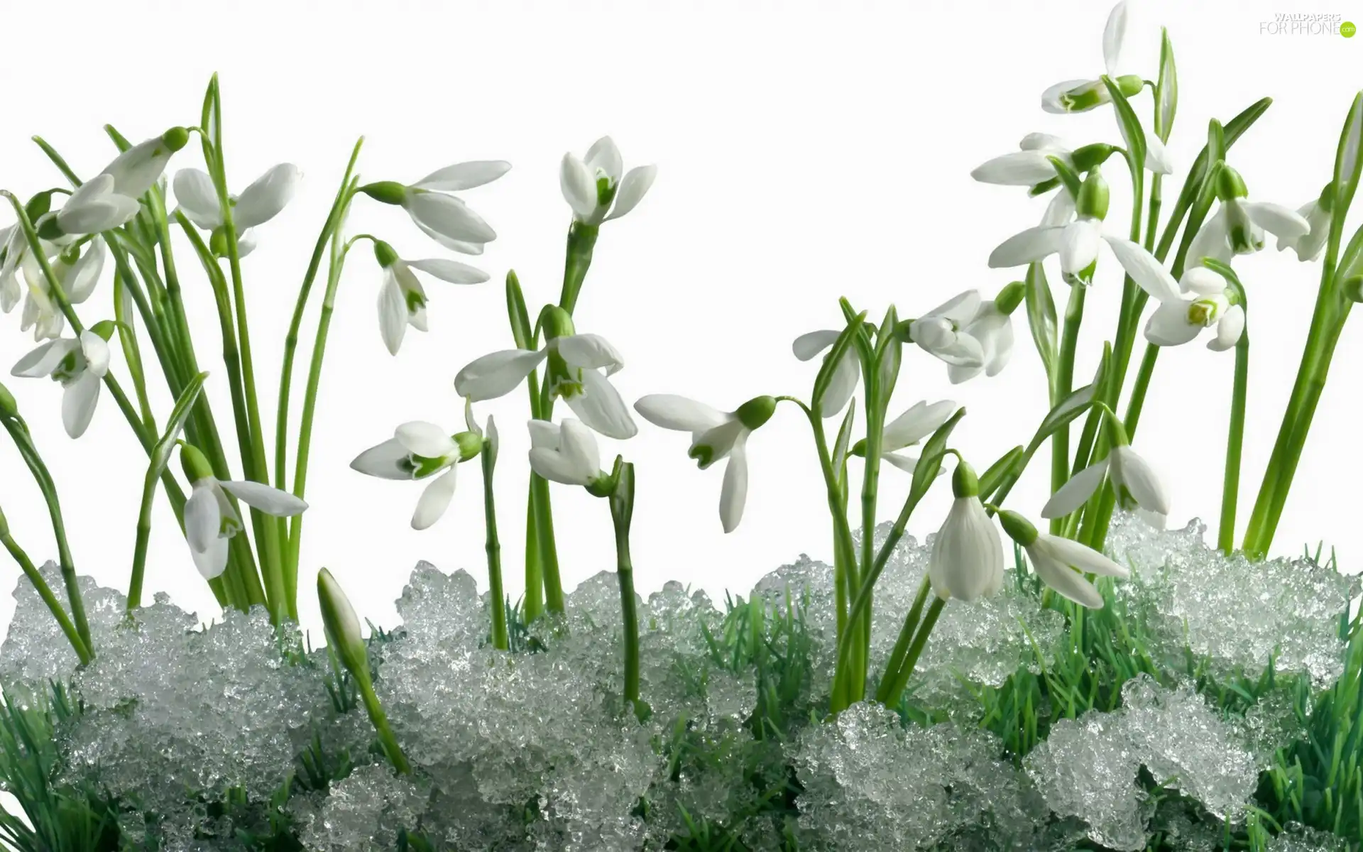 snow, snowdrops, melting