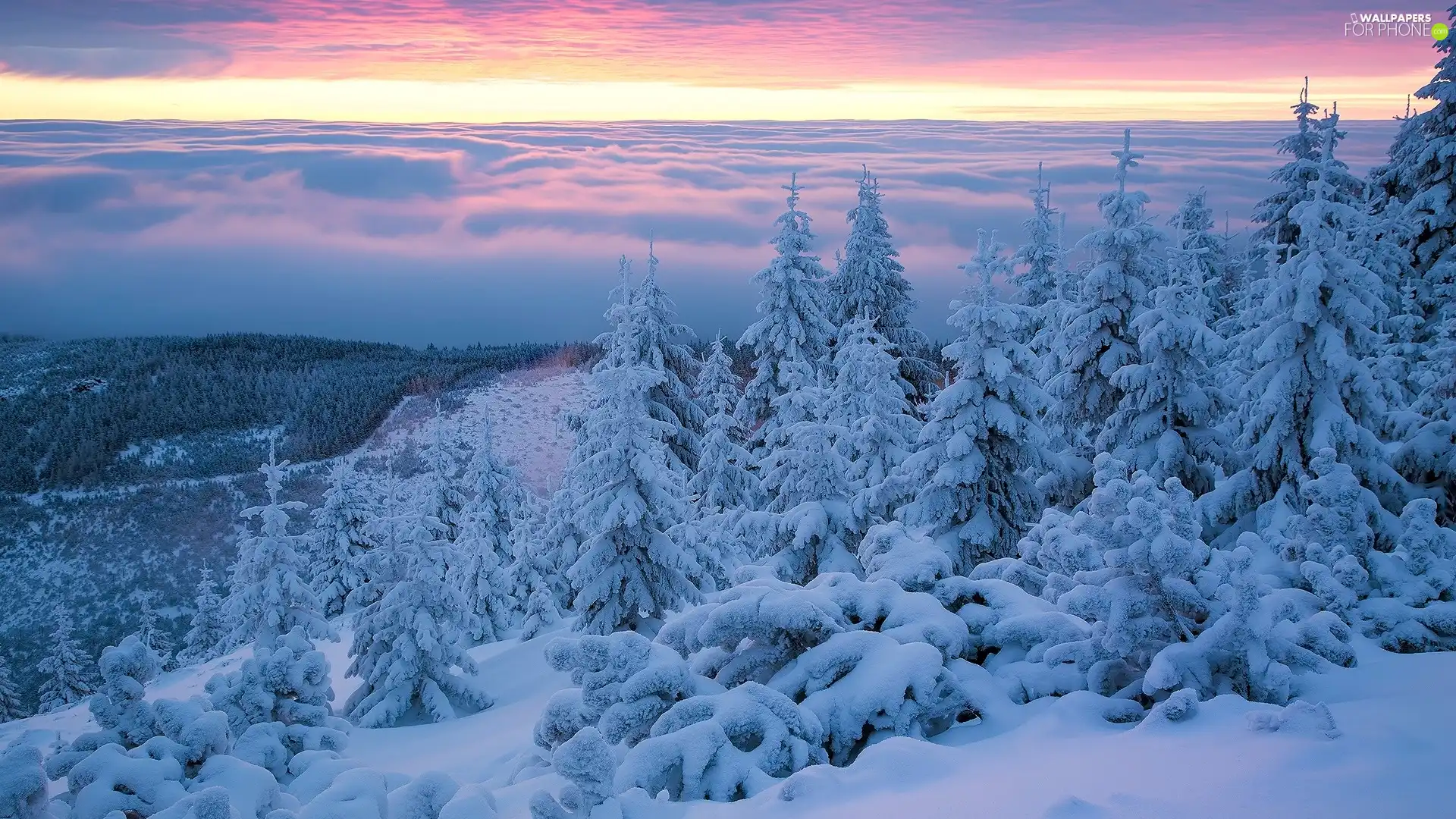 snow, winter, Sunrise, trees, Giant Mountains, Poland, Spruces, Mountains, viewes