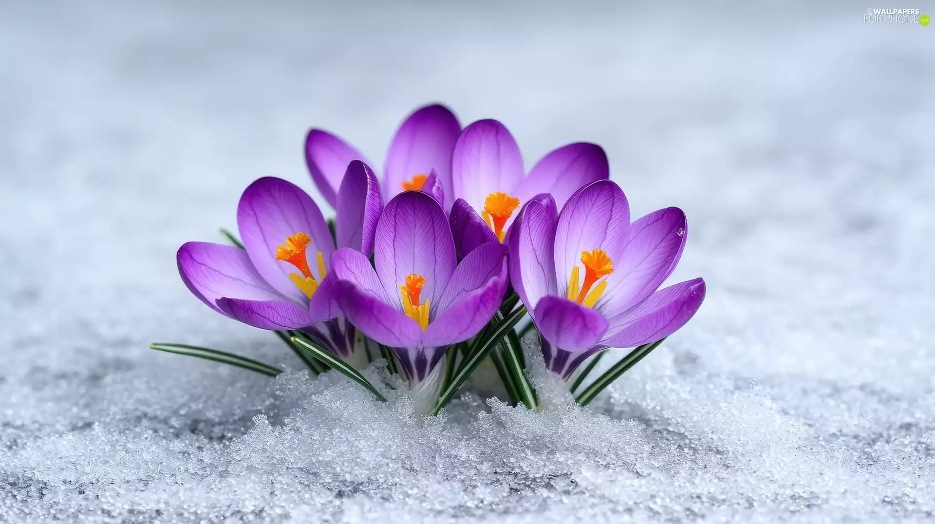 snow, crocuses, purple