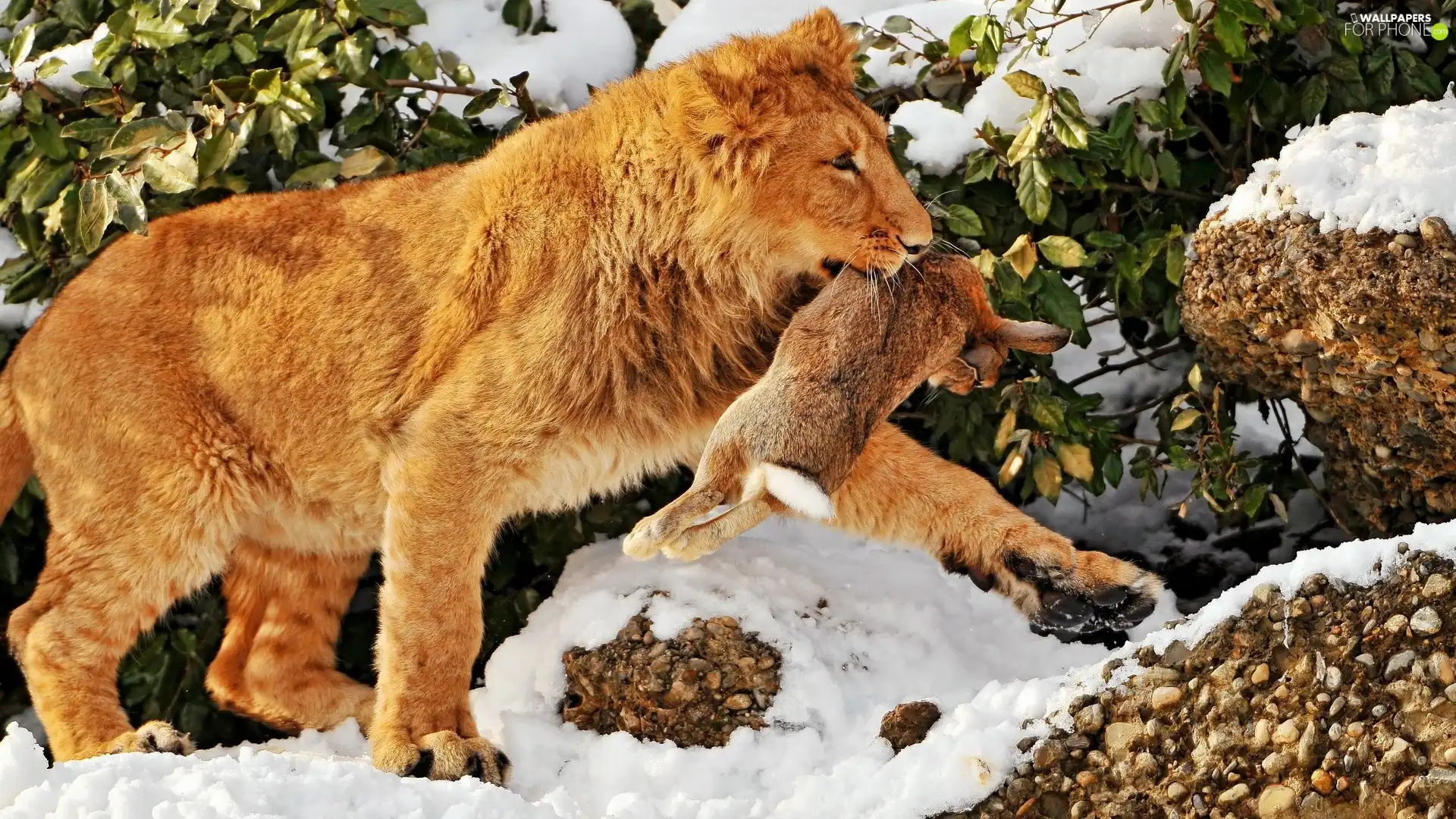 Wild Rabbit, Lion, snow