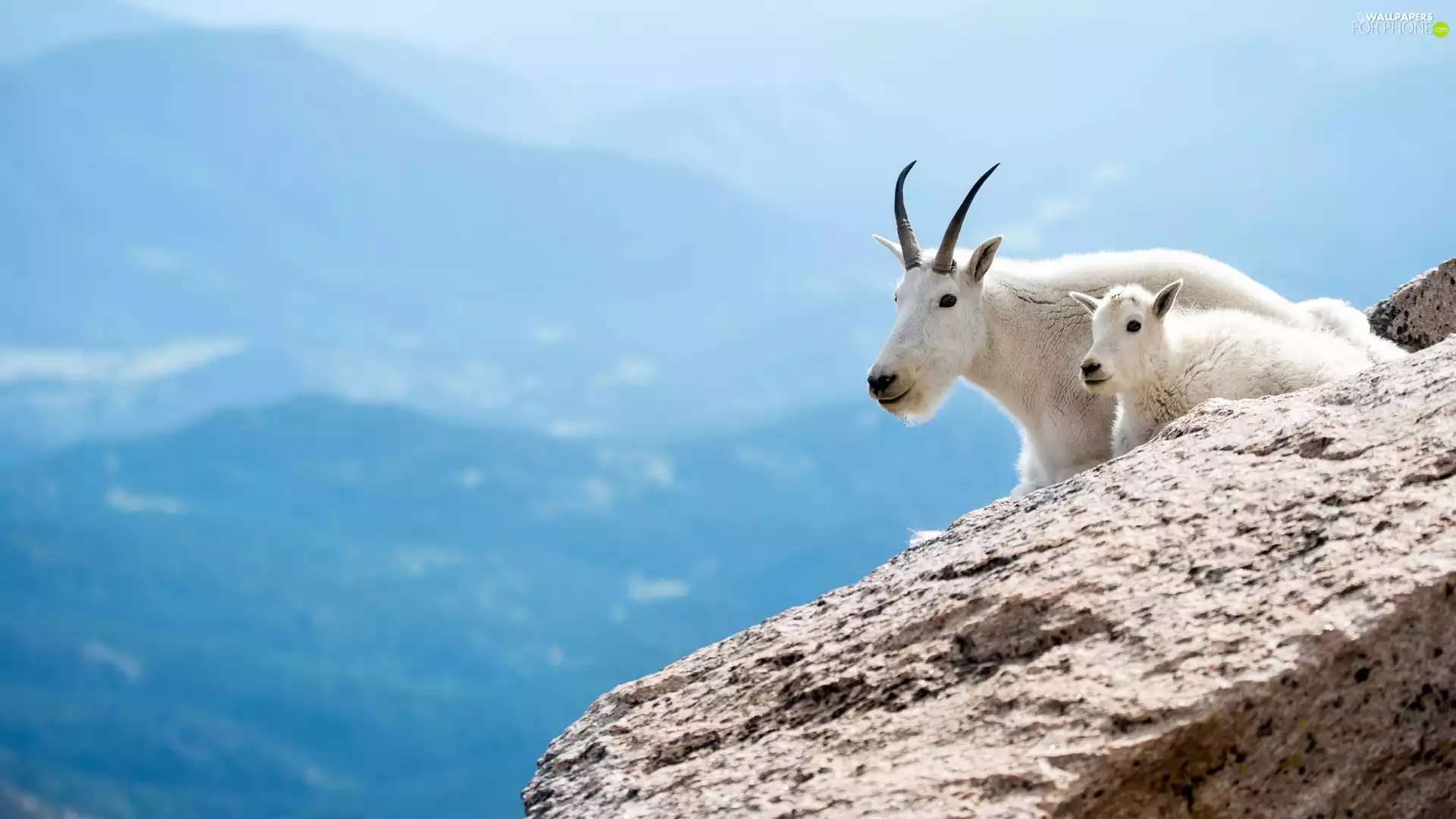Snow Goats, rocks