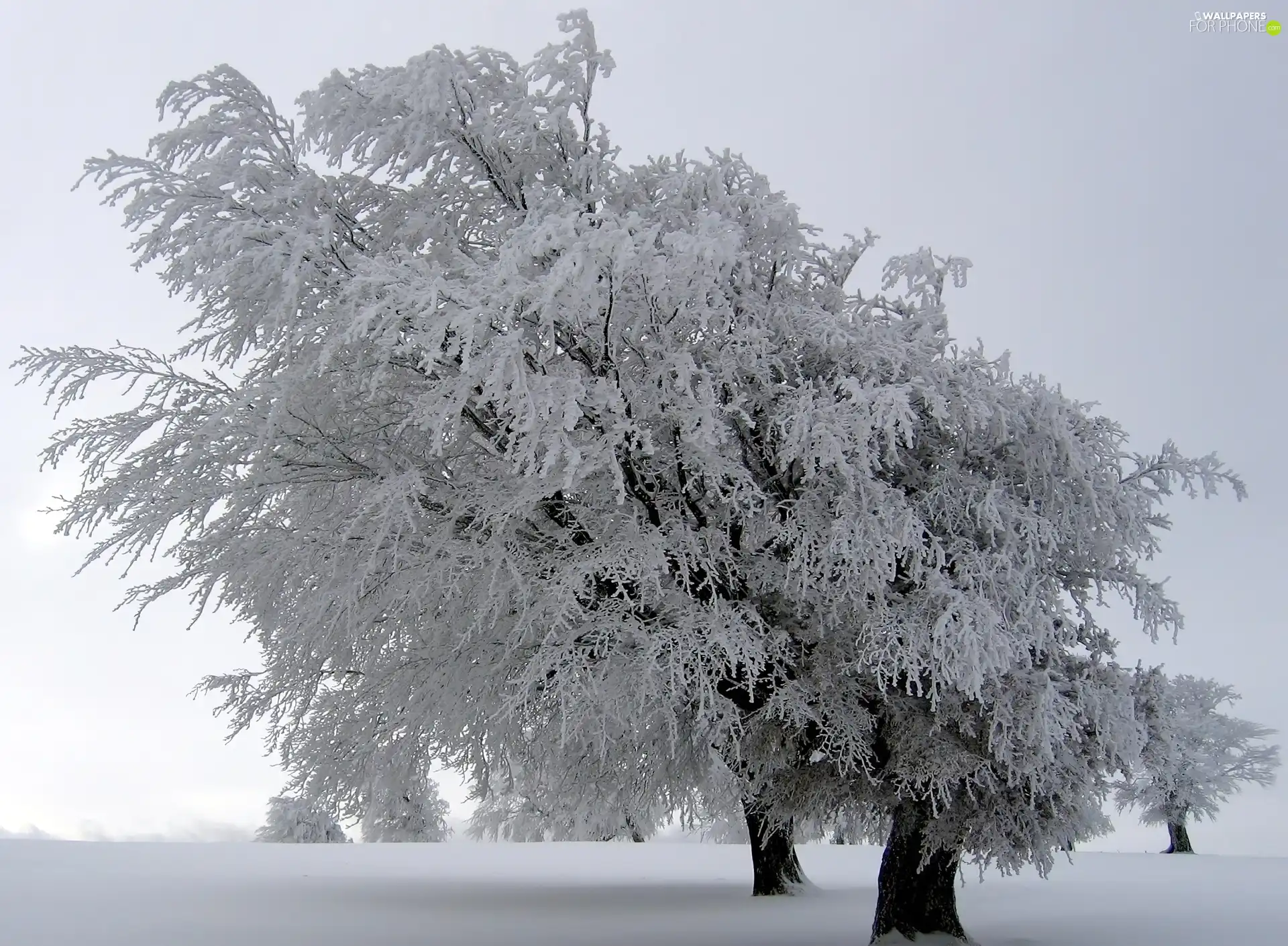 Snowy, viewes, snow, trees