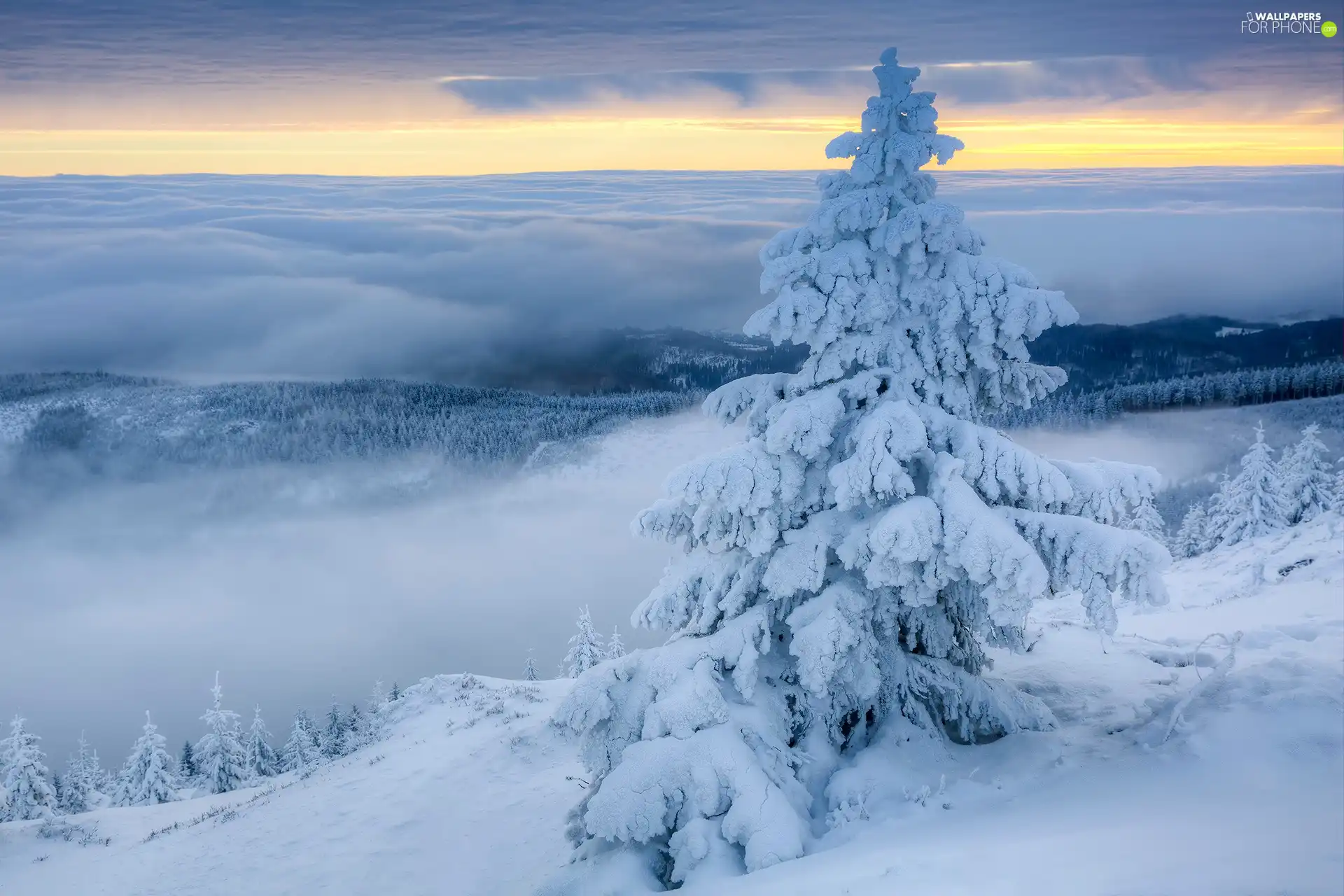 Fog, snow, snowy, spruce, winter