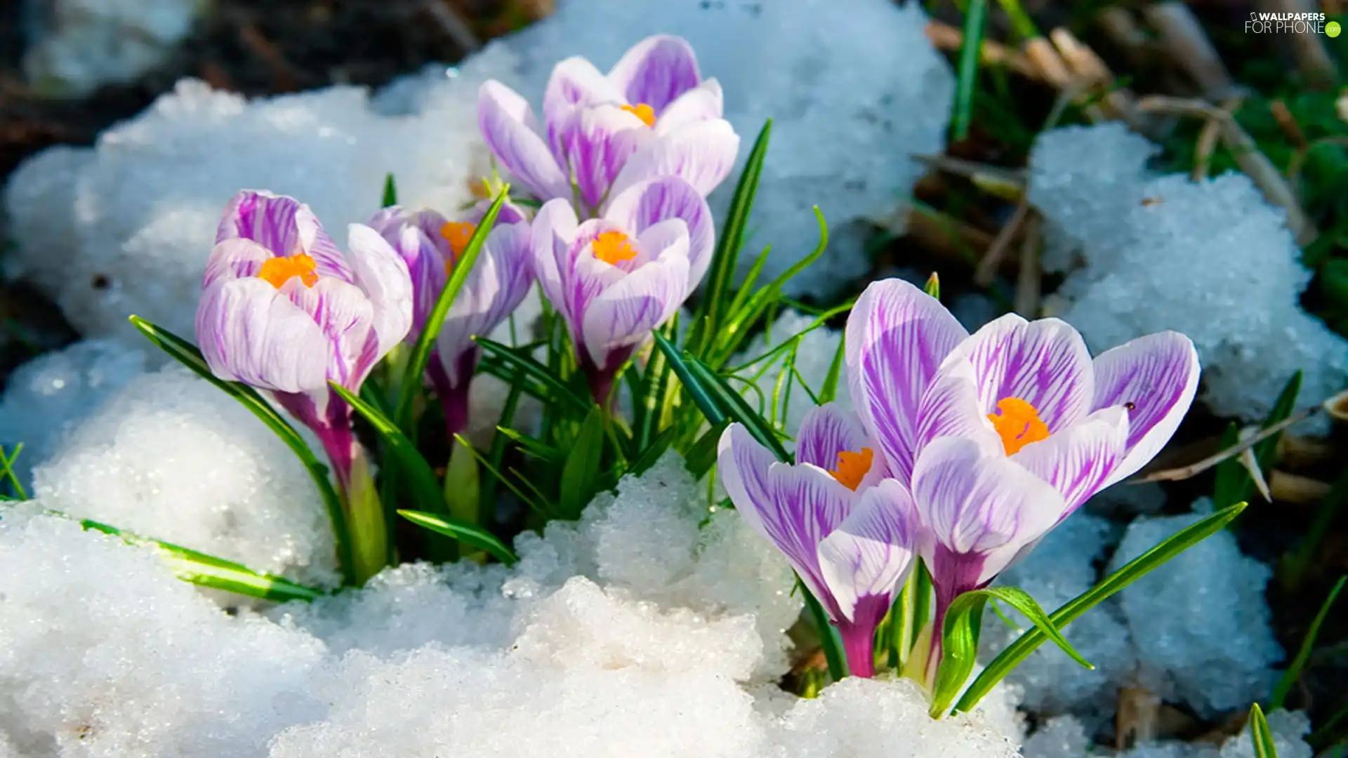 snow, Spring, purple, crocuses, white