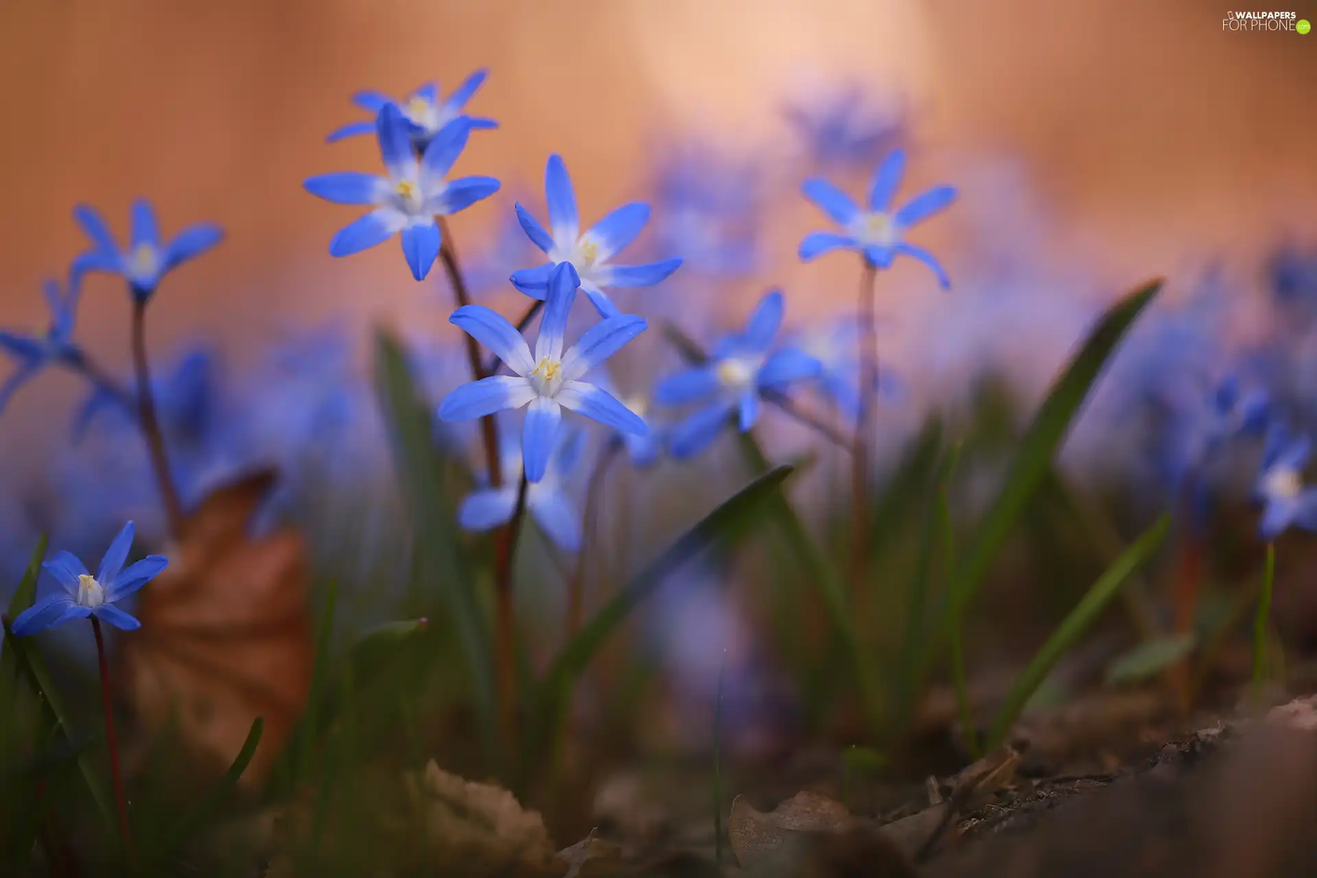 Glory of the Snow, Flowers, rapprochement, Blue