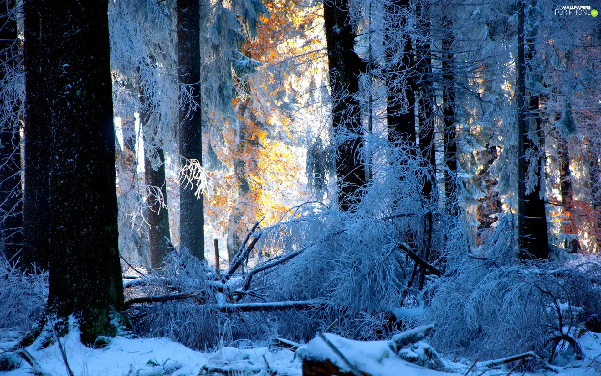 trees, forest, snow, viewes