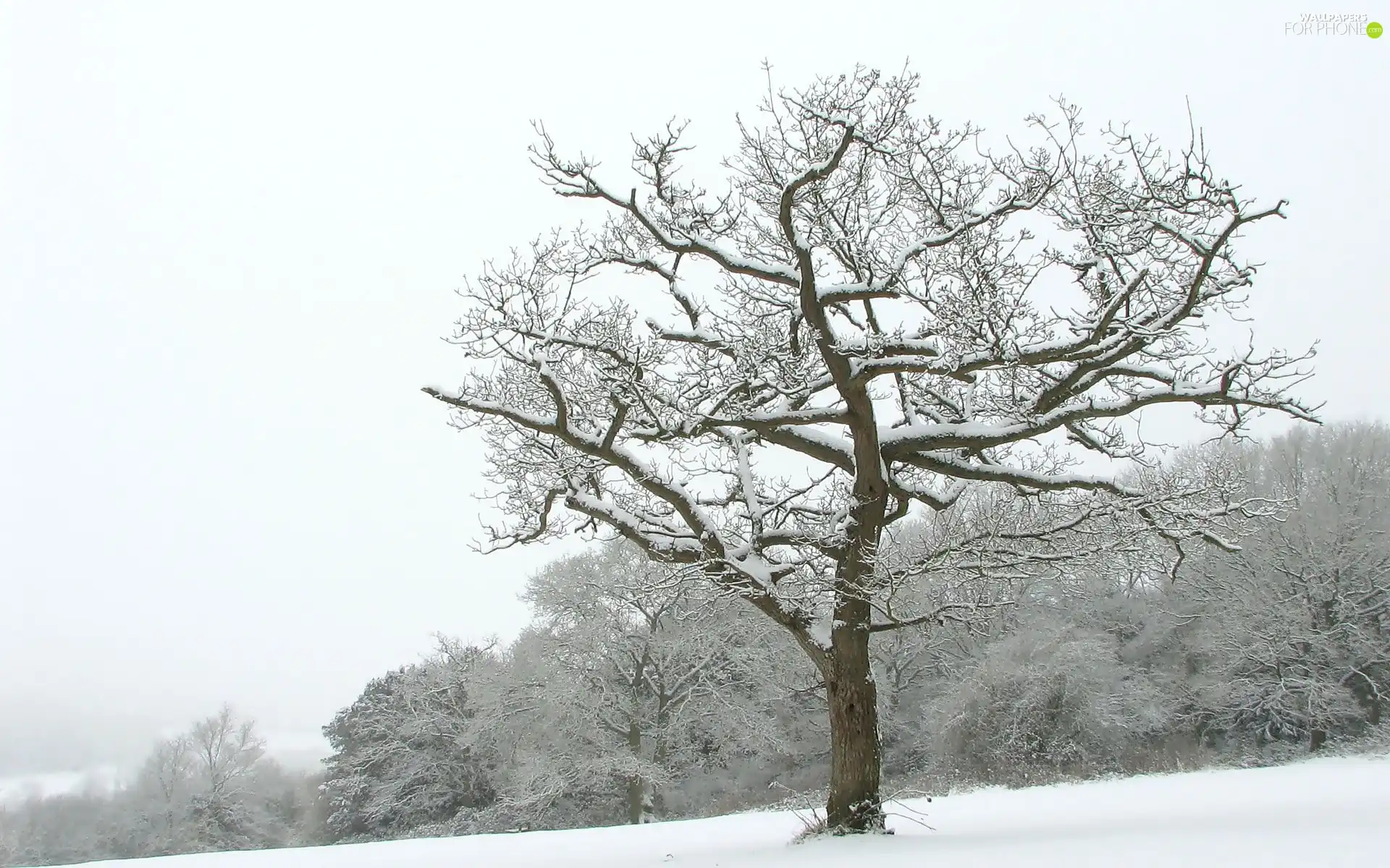 snow, winter, trees