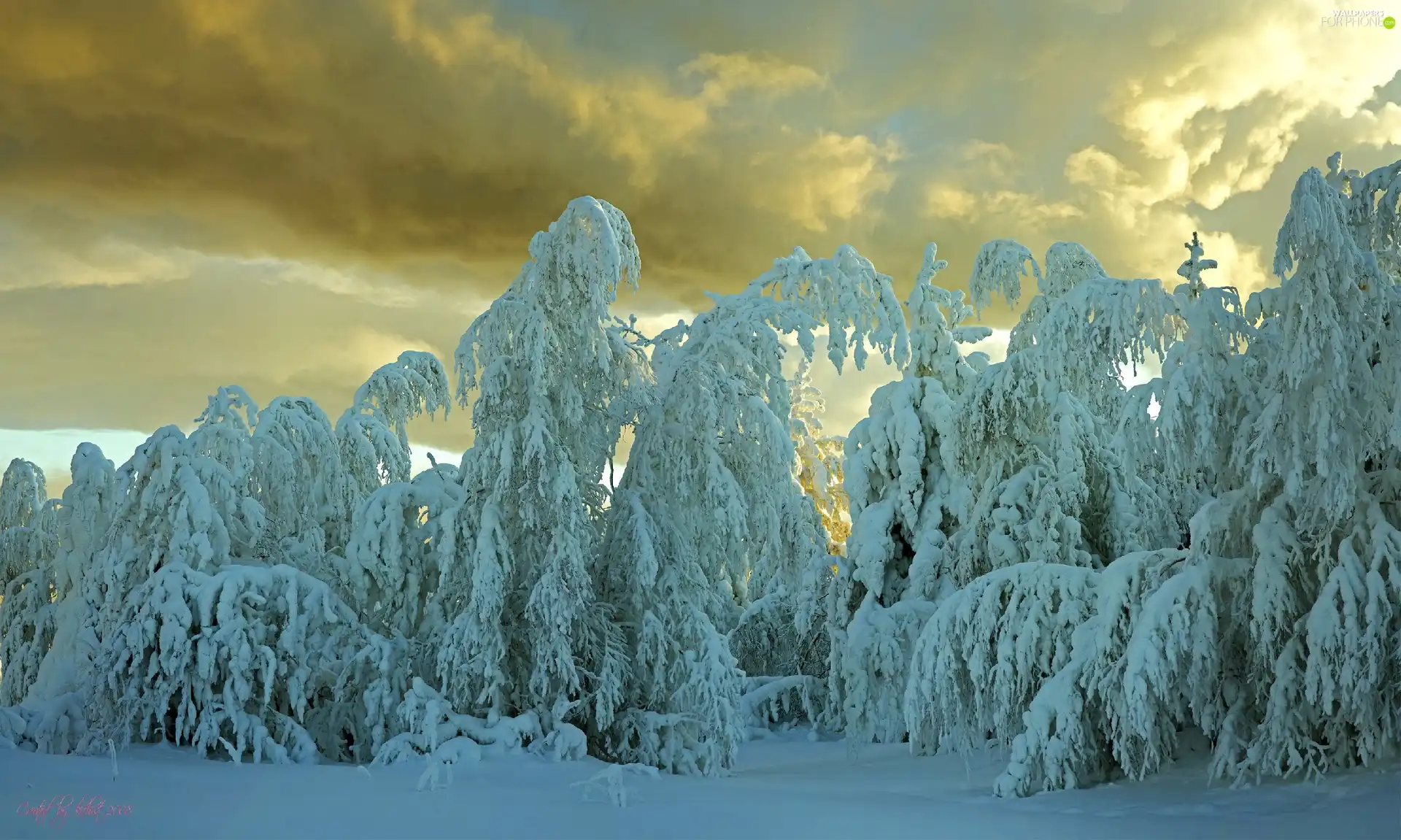 snow, winter, trees, viewes, clouds