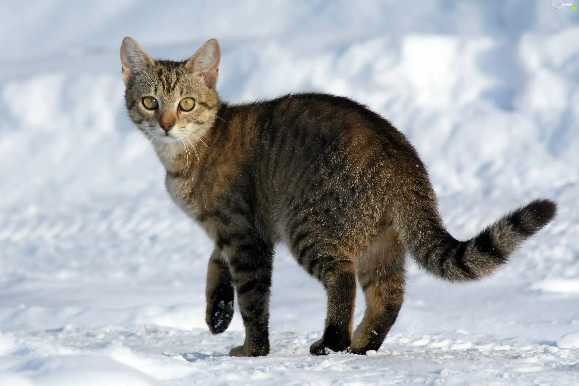 snow, kitty, winter