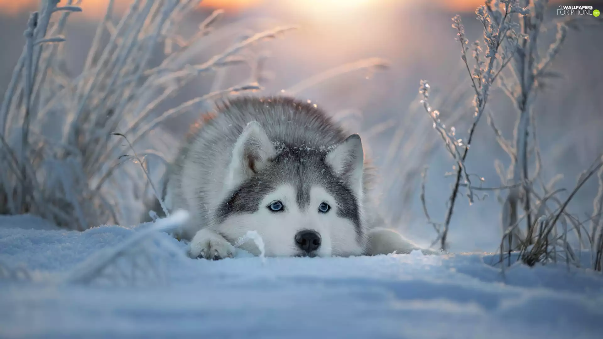 Siberian Husky, muzzle, snow, dog, winter
