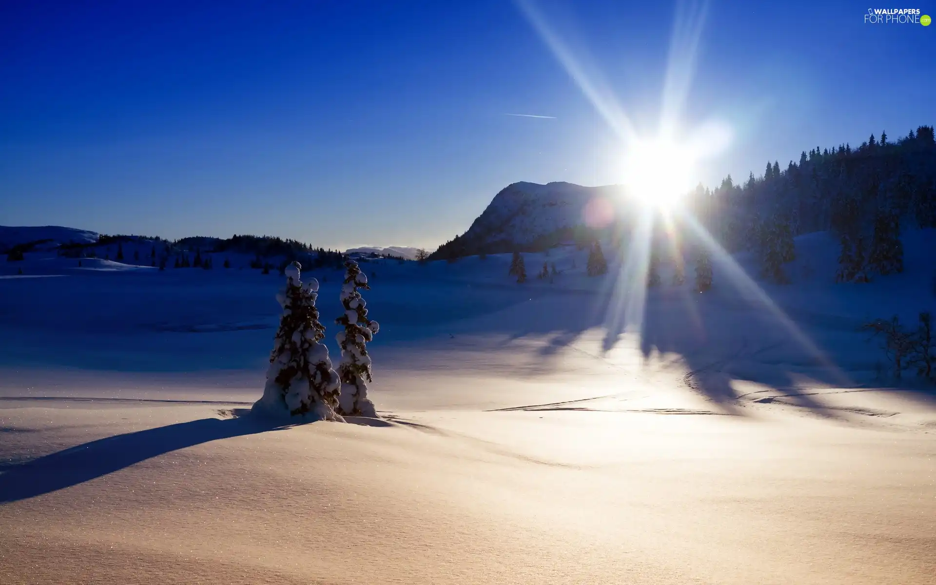 trees, rays, snow, winter, viewes, sun