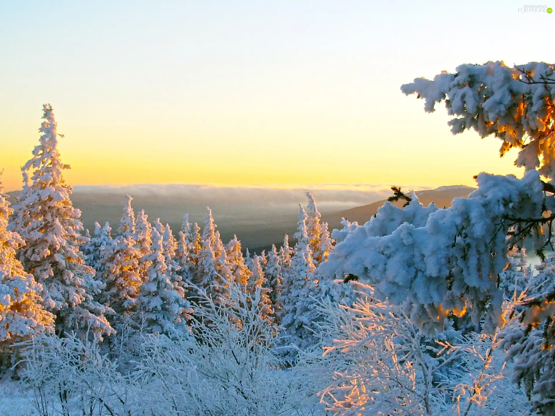 trees, west, snow, winter, viewes, sun