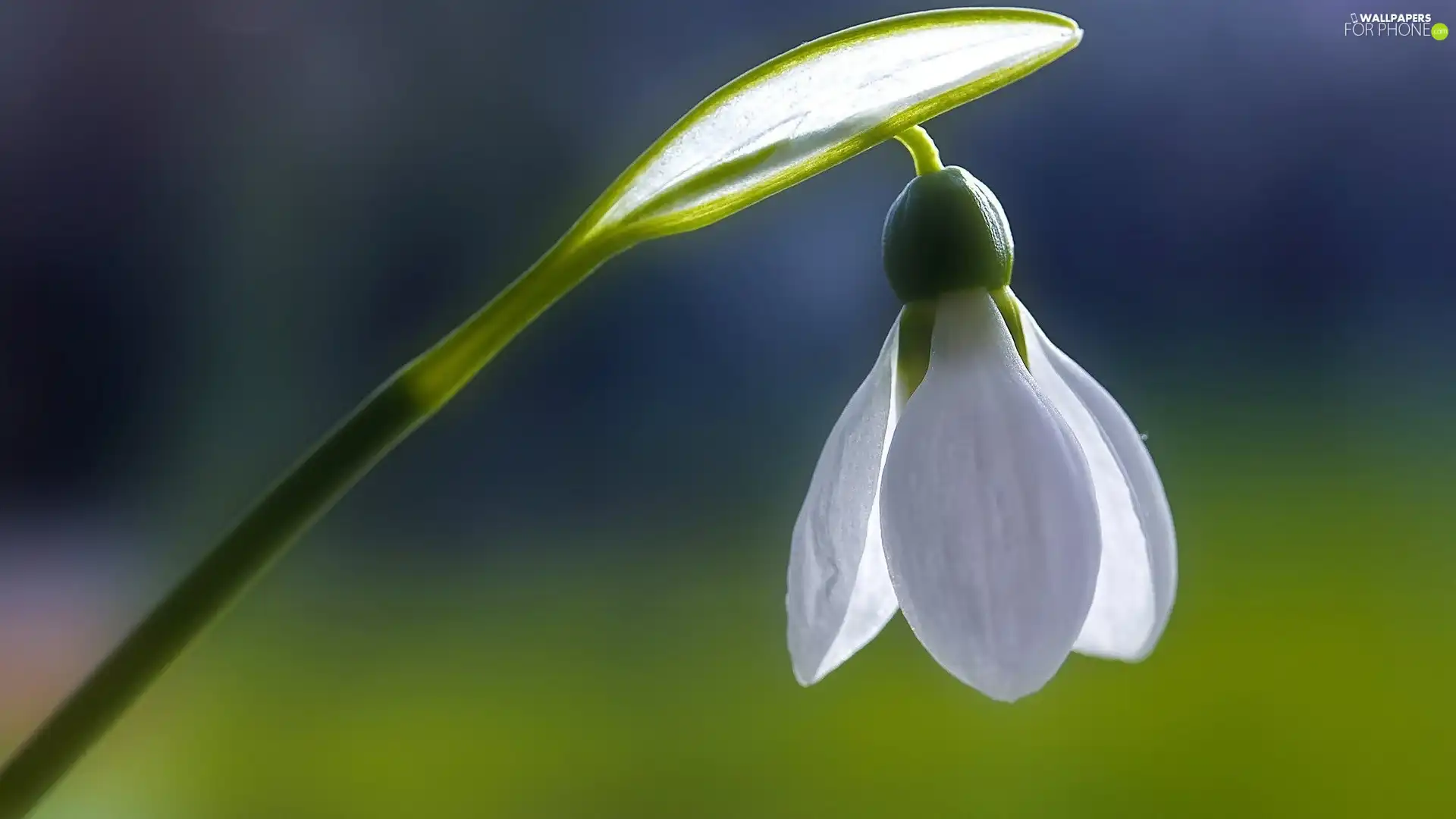 Snowdrop