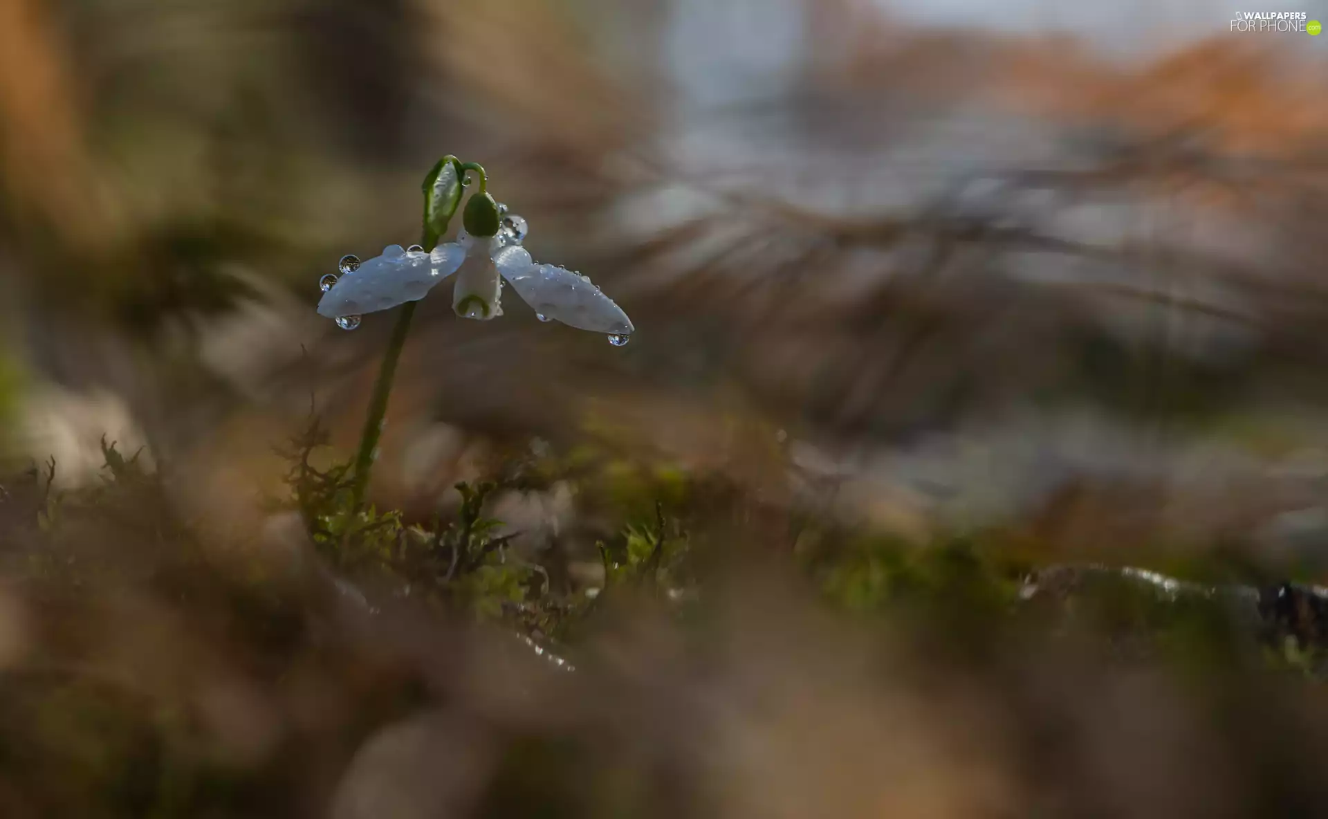 drops, Colourfull Flowers, Snowdrop