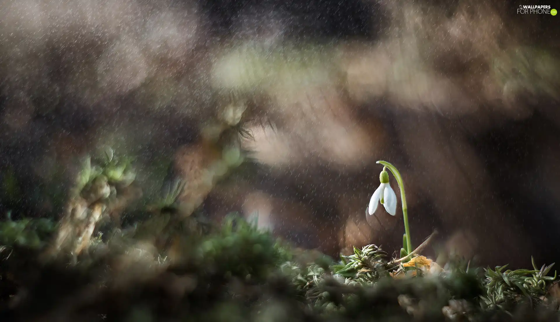 Rain, Colourfull Flowers, Snowdrop