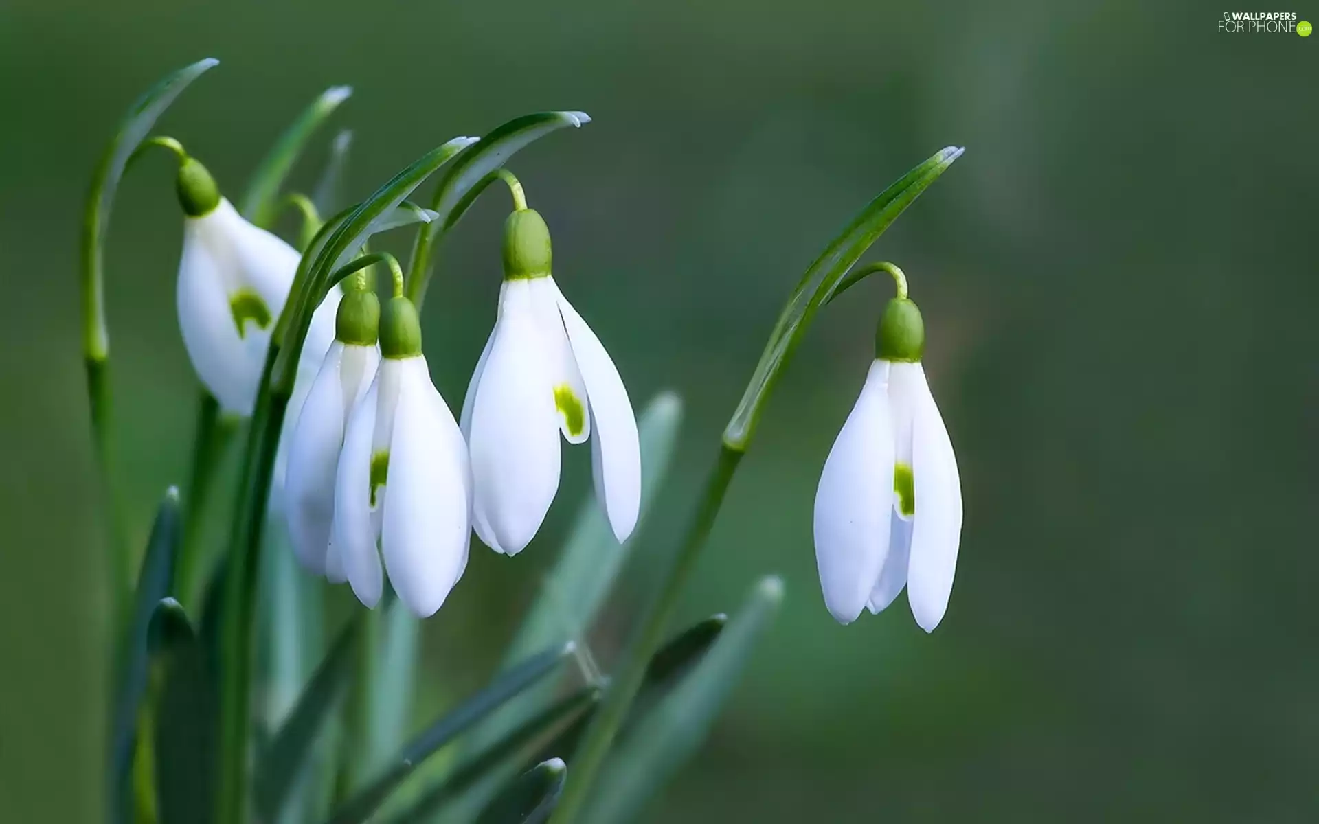snowdrops