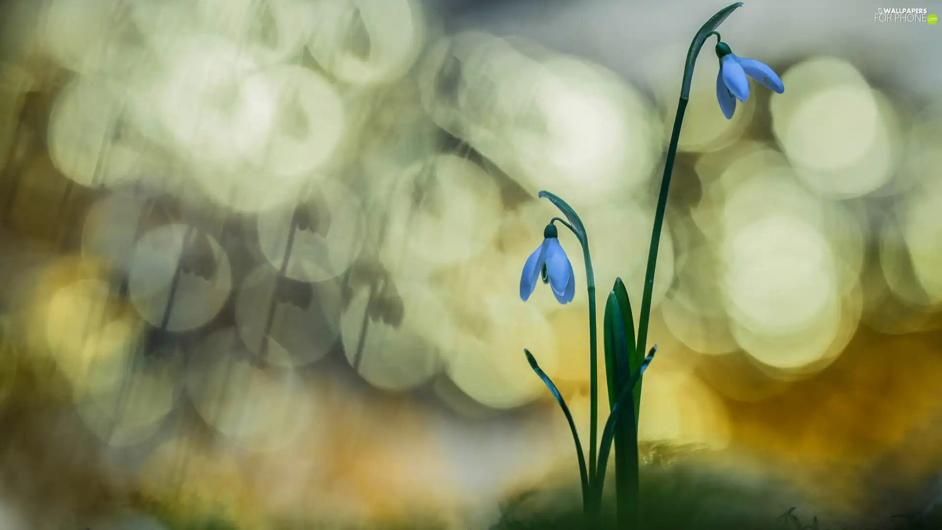 Flowers, snowdrops, Bokeh, Two cars