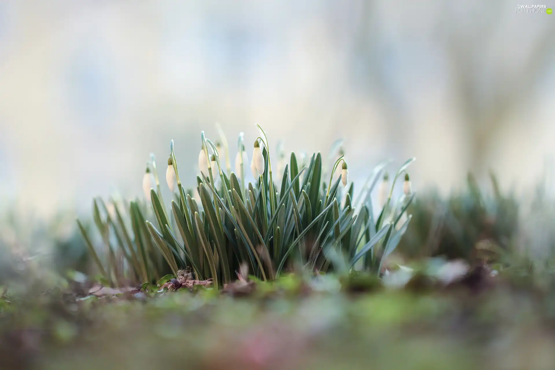 cluster, White, Flowers, snowdrops