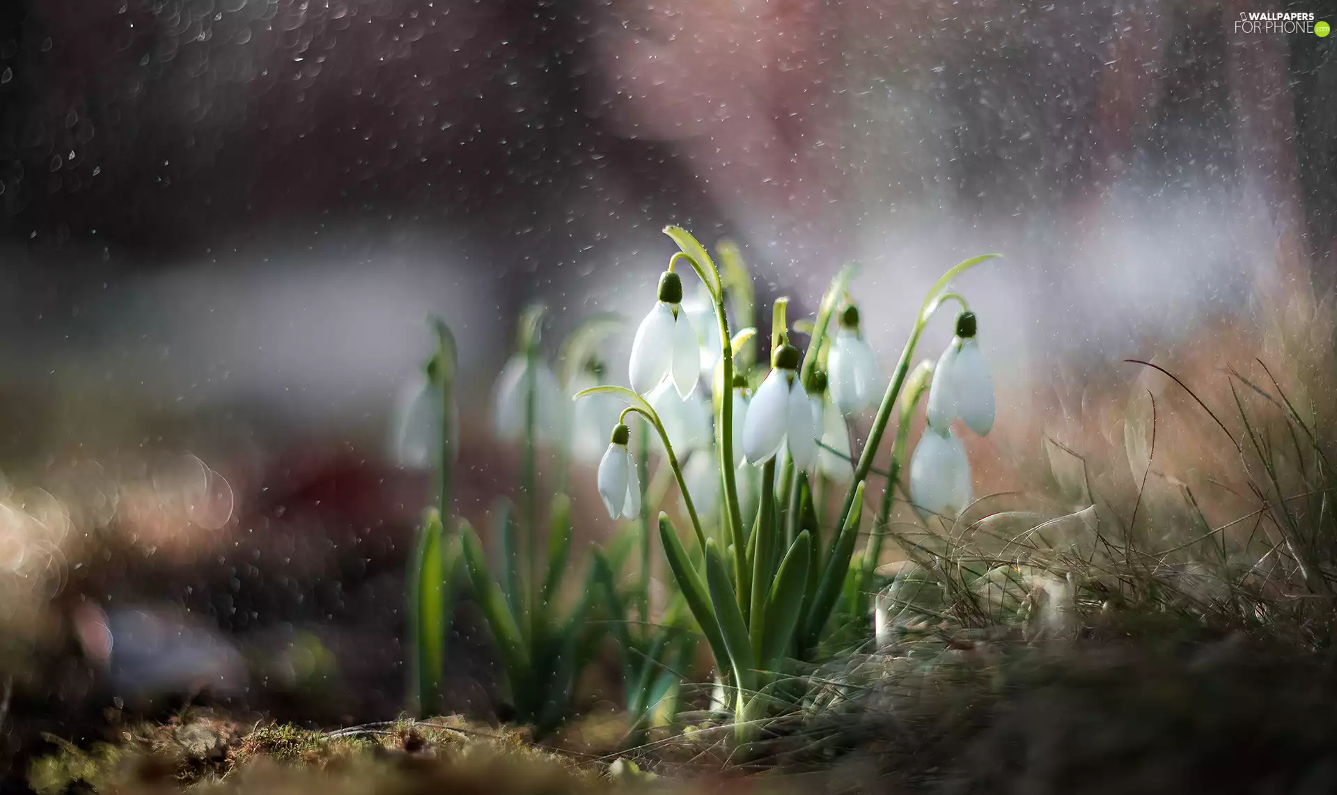 Flowers, grass, Bokeh, snowdrops