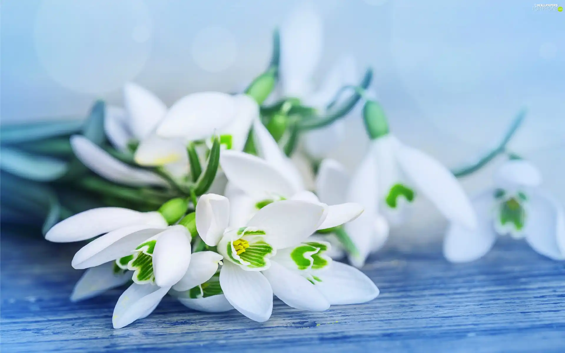 Bench, small bunch, snowdrops