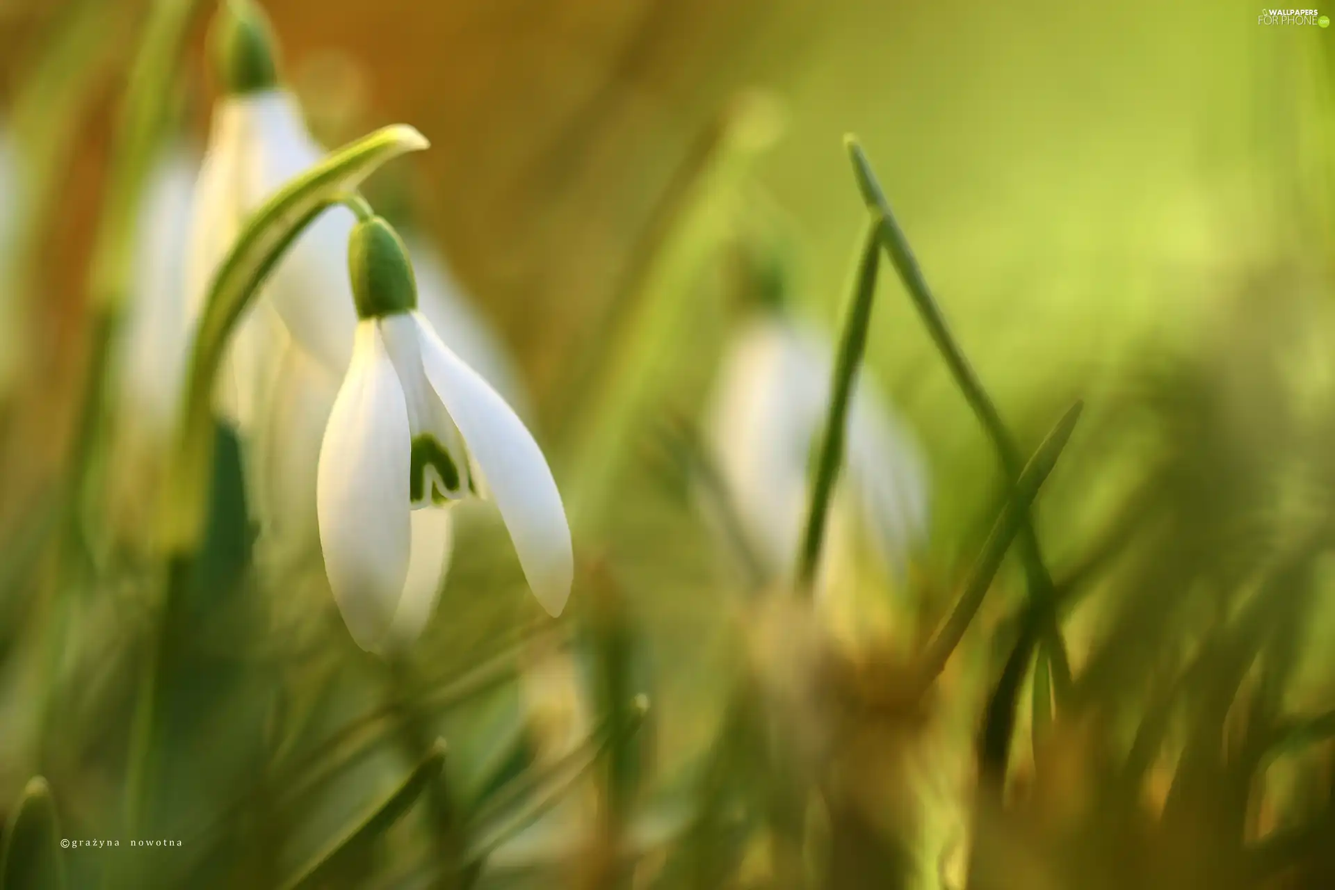 White, snowdrops