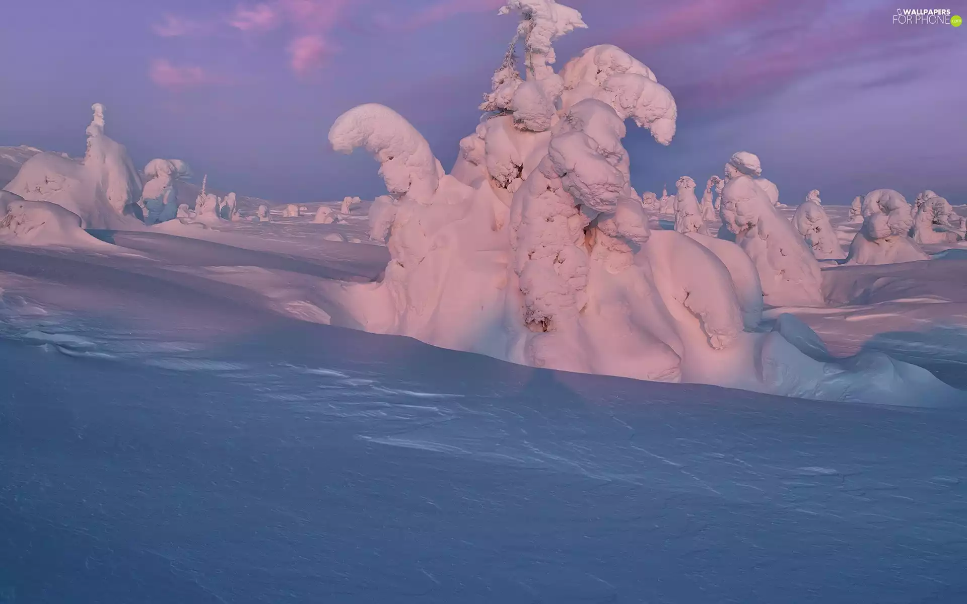 trees, illuminated, drifts, Snowy, winter, viewes, snow