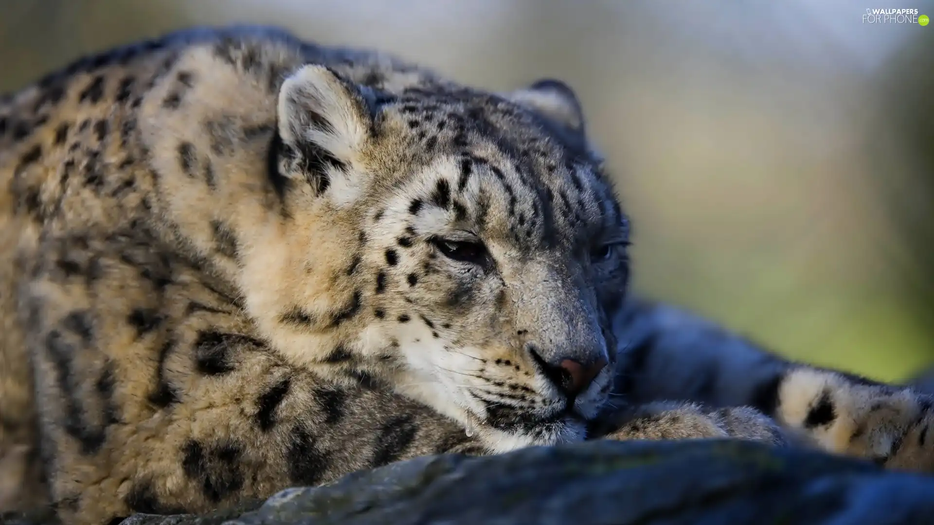 snow leopard, Leopards, snowy