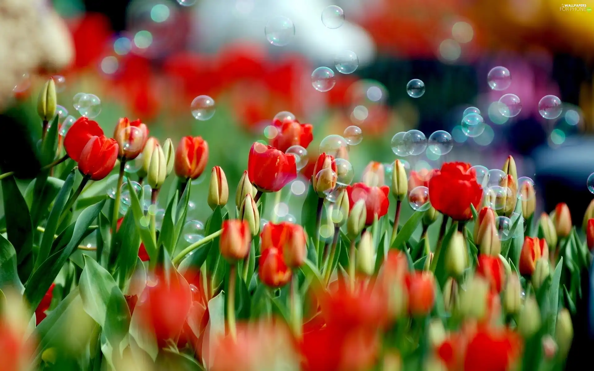 Red, interesting eyes, soap, Tulips