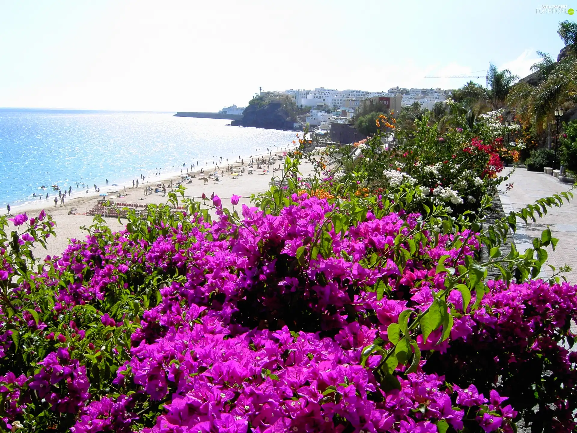 sea, Flowers, Spain, Beaches