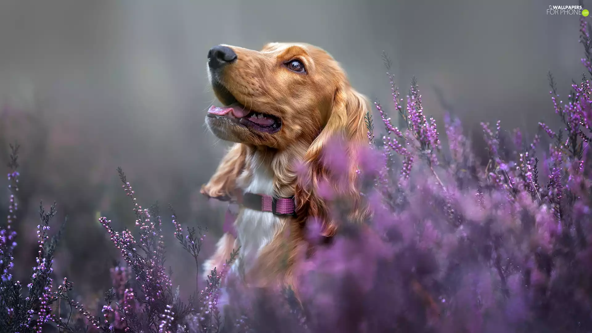 heathers, dog, Cocker Spaniel