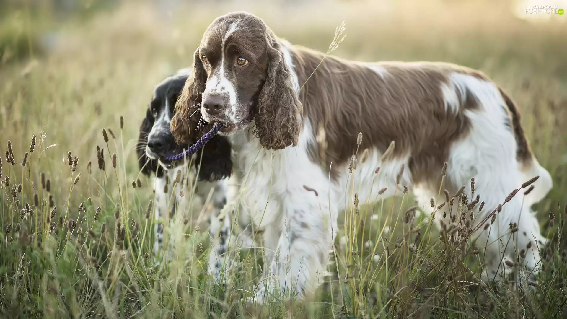 Meadow, Dogs, English Spaniels