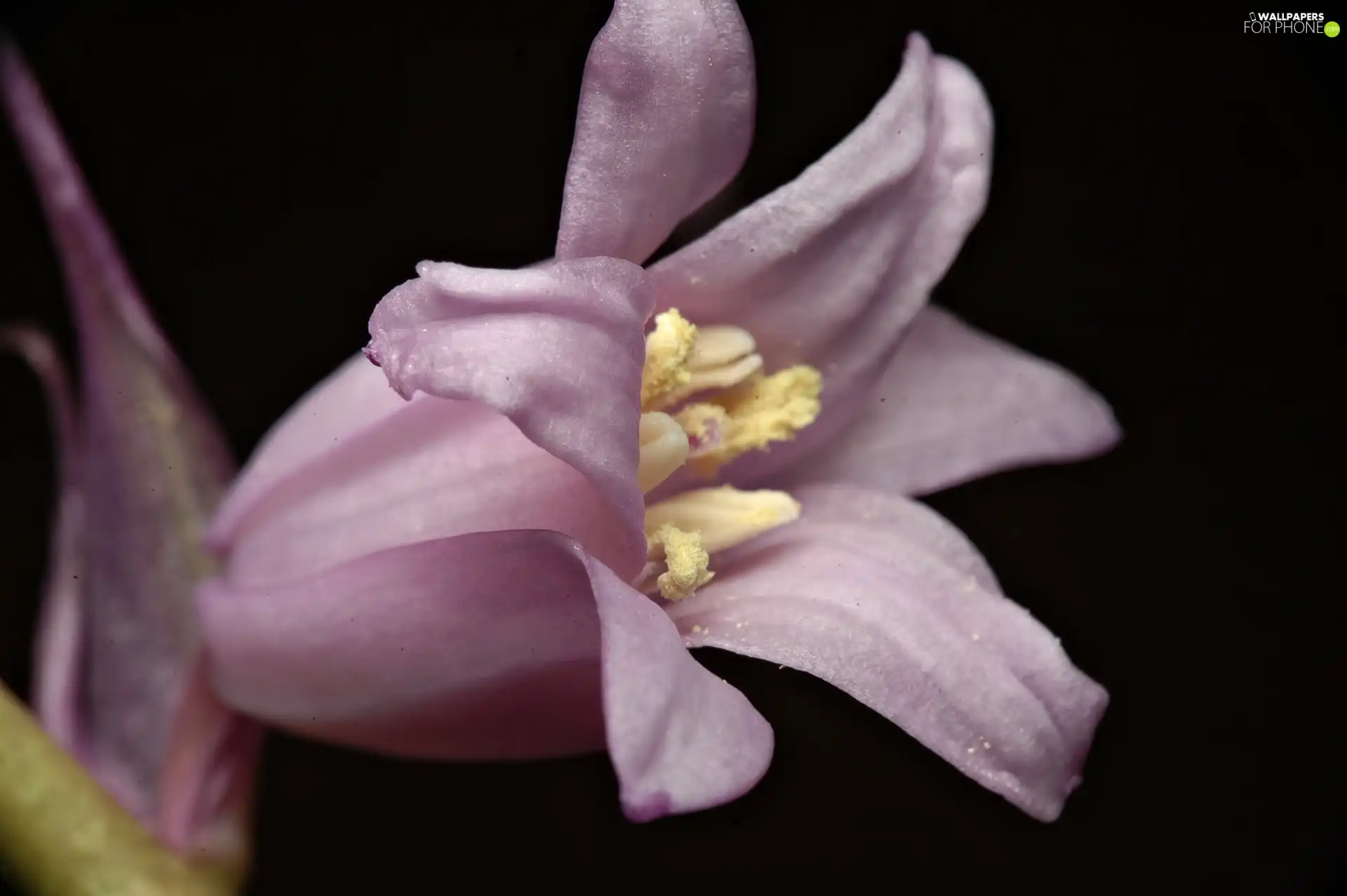 squill, Spanish