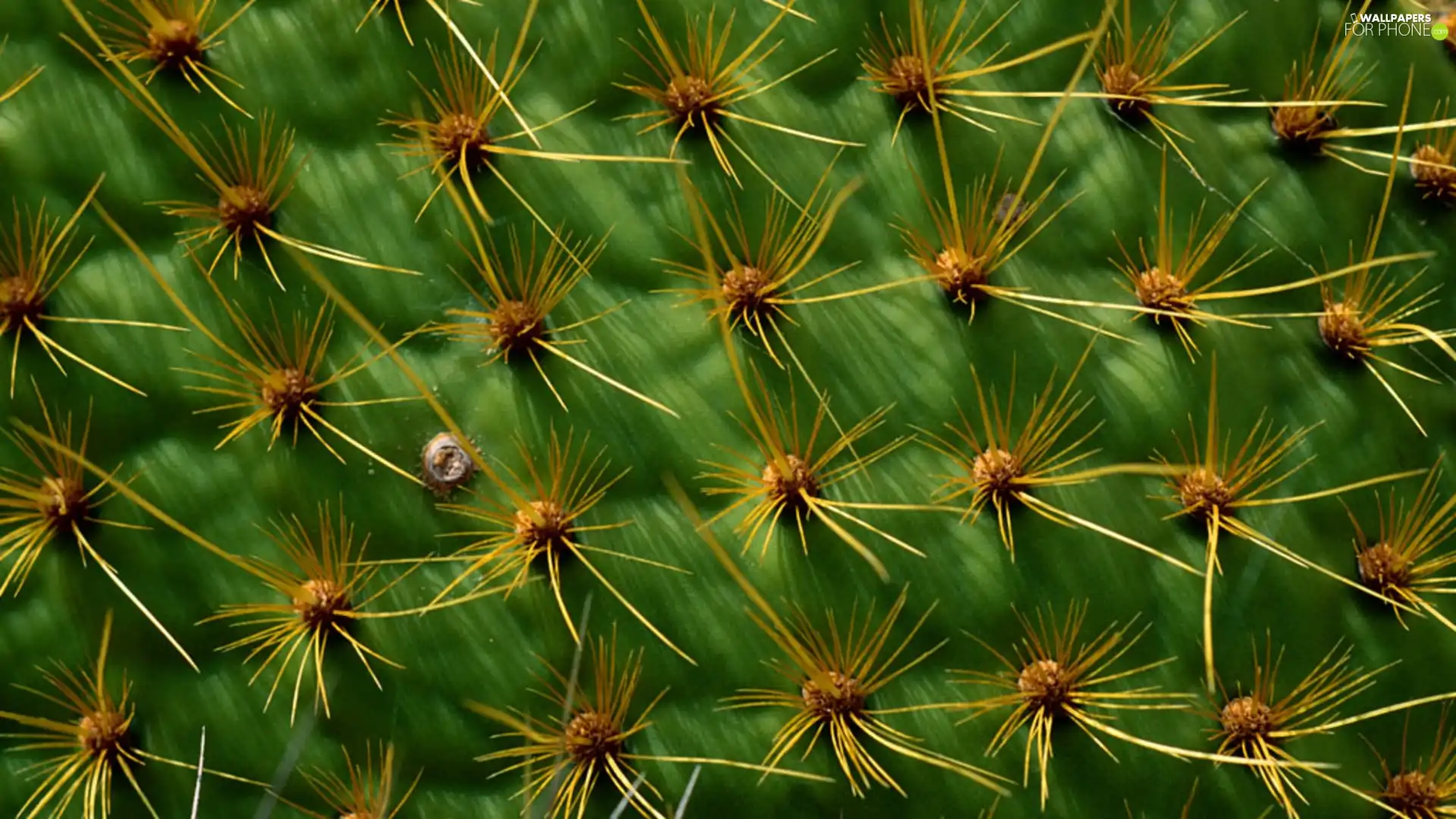 Cactus, Spikes