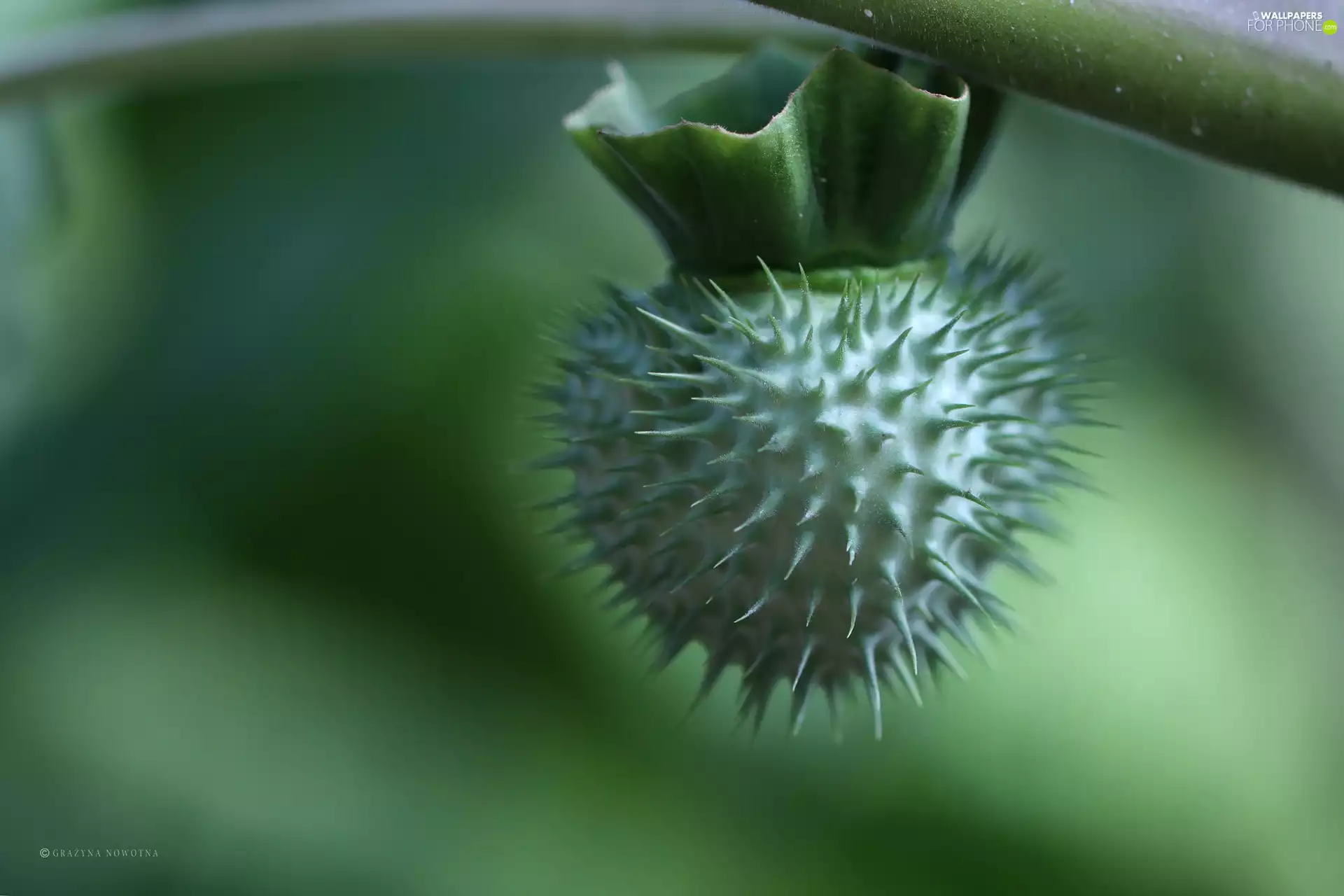 Spikes, Green, plant
