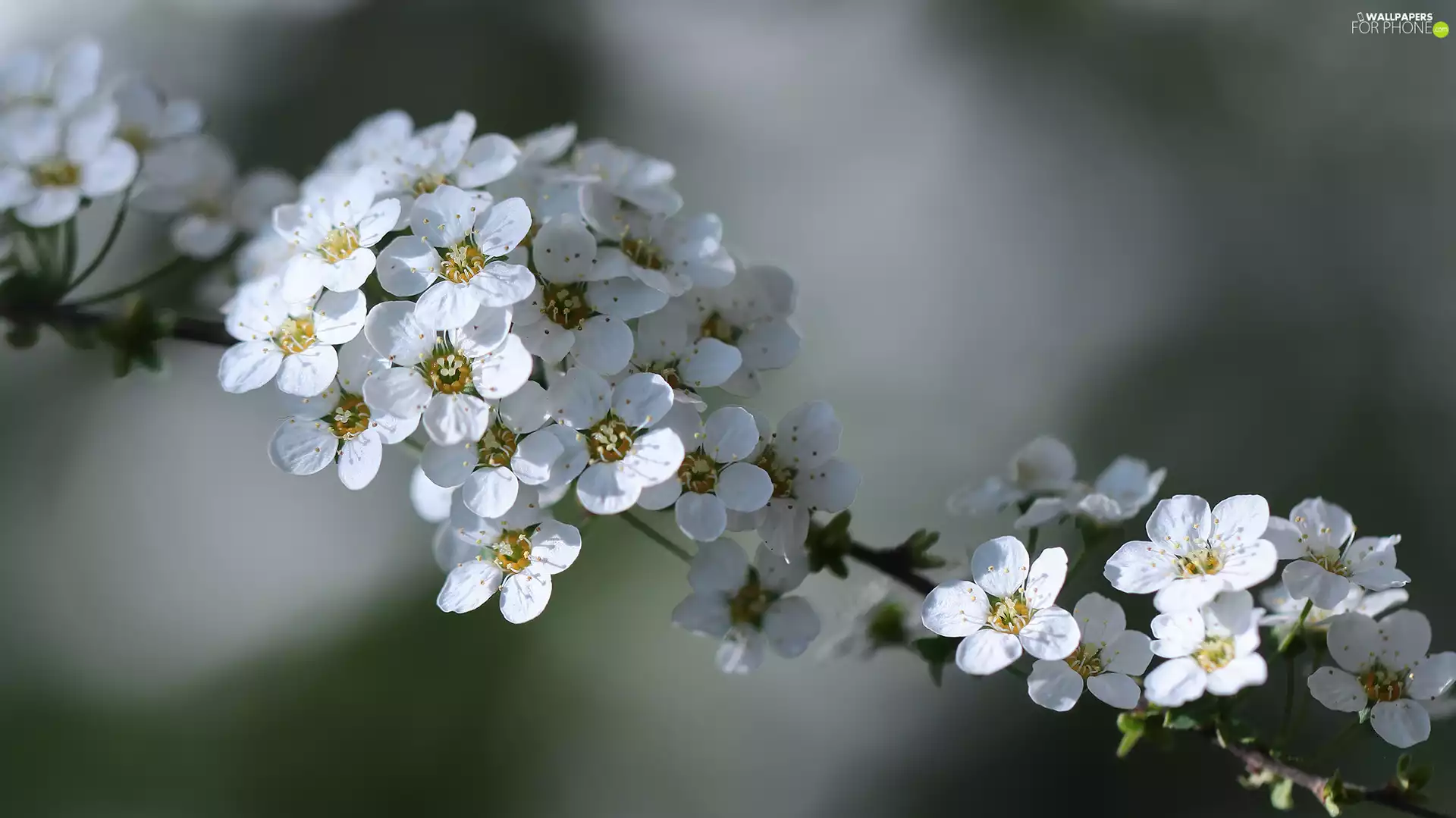 Spiraea, White, Flowers