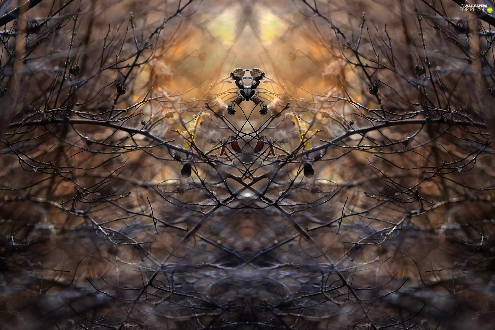 Twigs, symmetry, abstraction, Spiraea