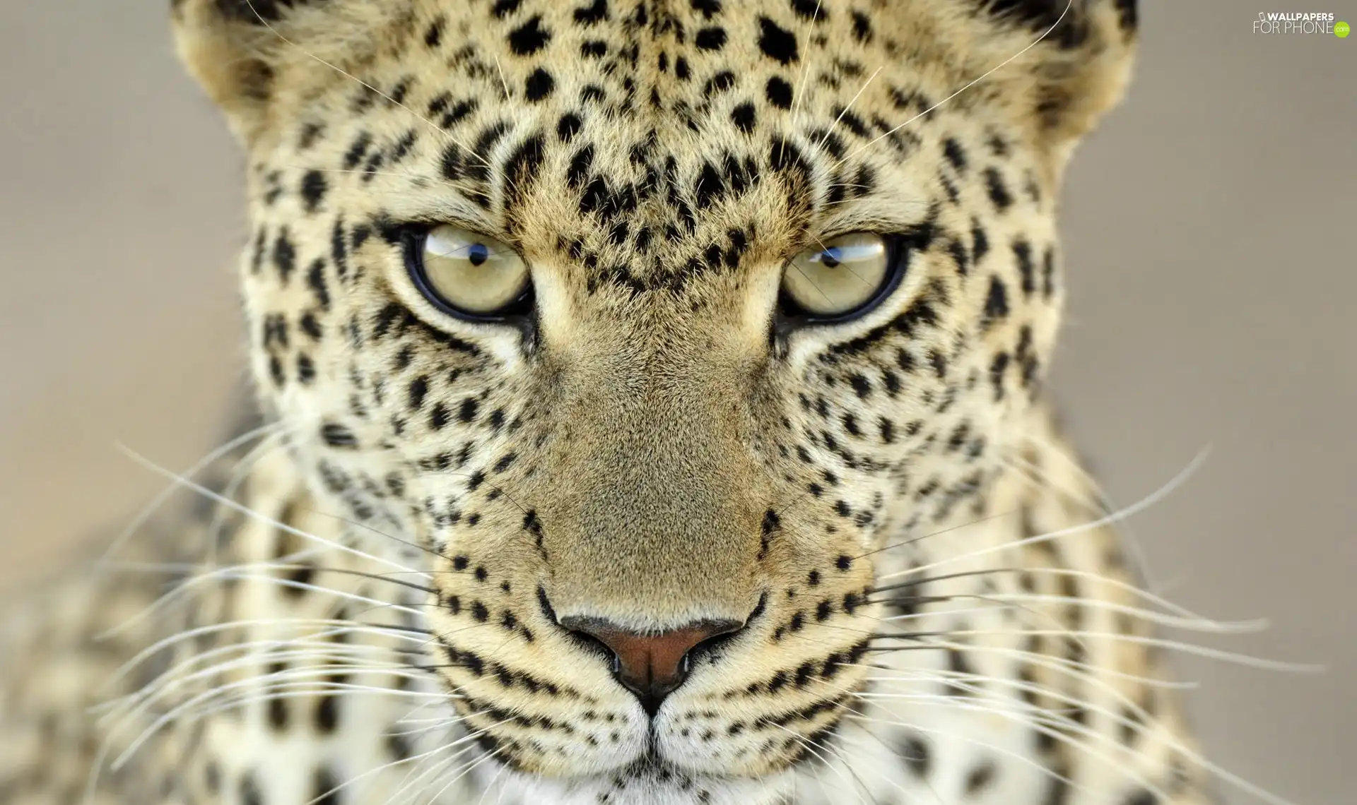 spots, Leopards, hair
