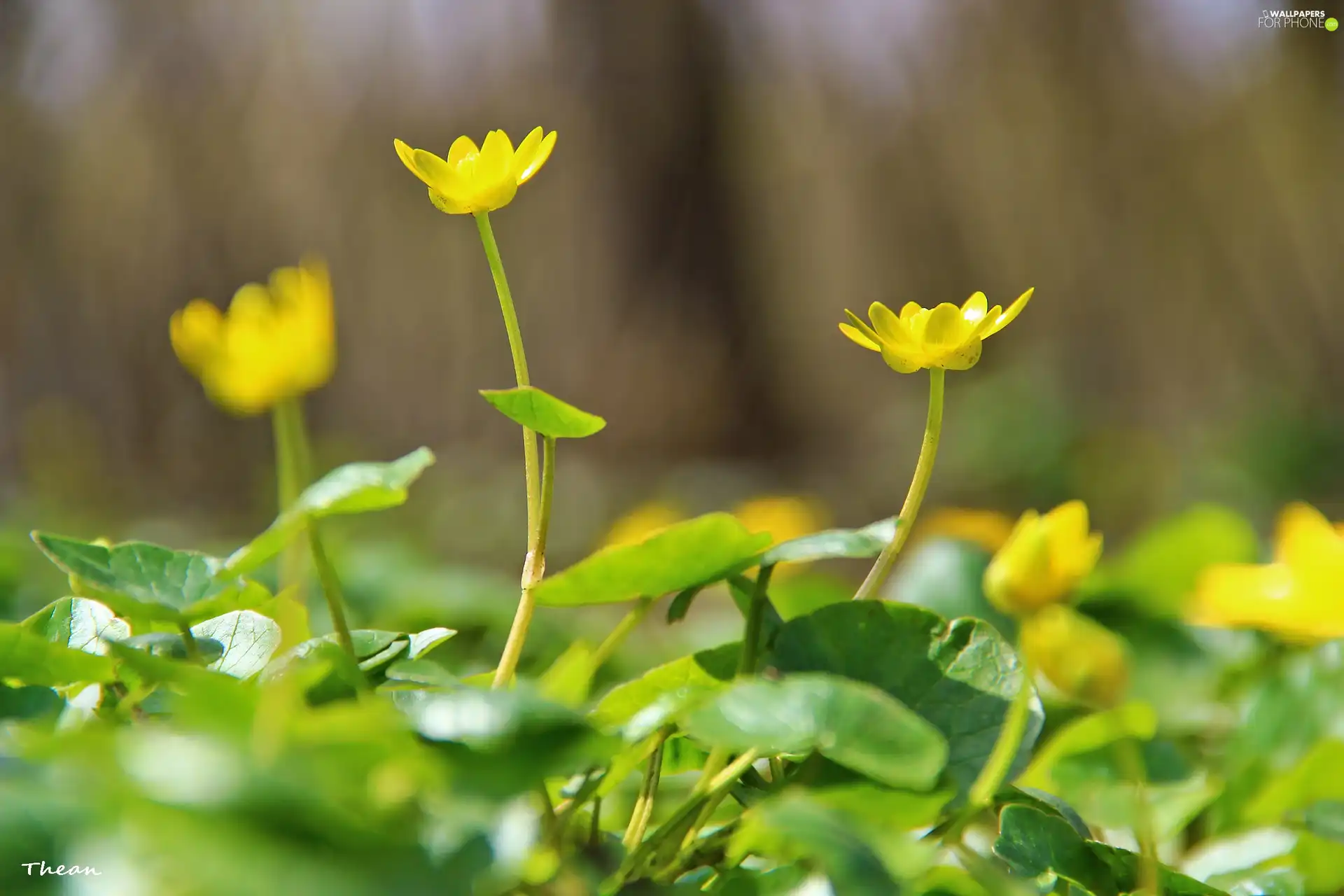 fig buttercup, Flowers, Spring, Yellow