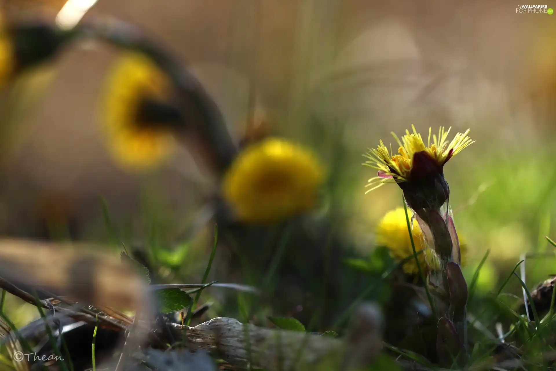 Common Coltsfoot, Flowers, Spring, Yellow