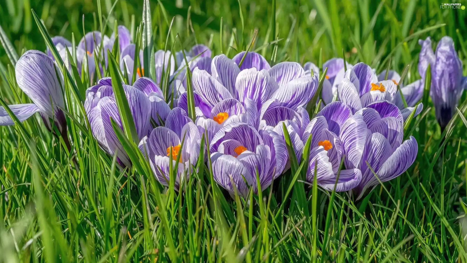 Spring, Curcuma, crocus