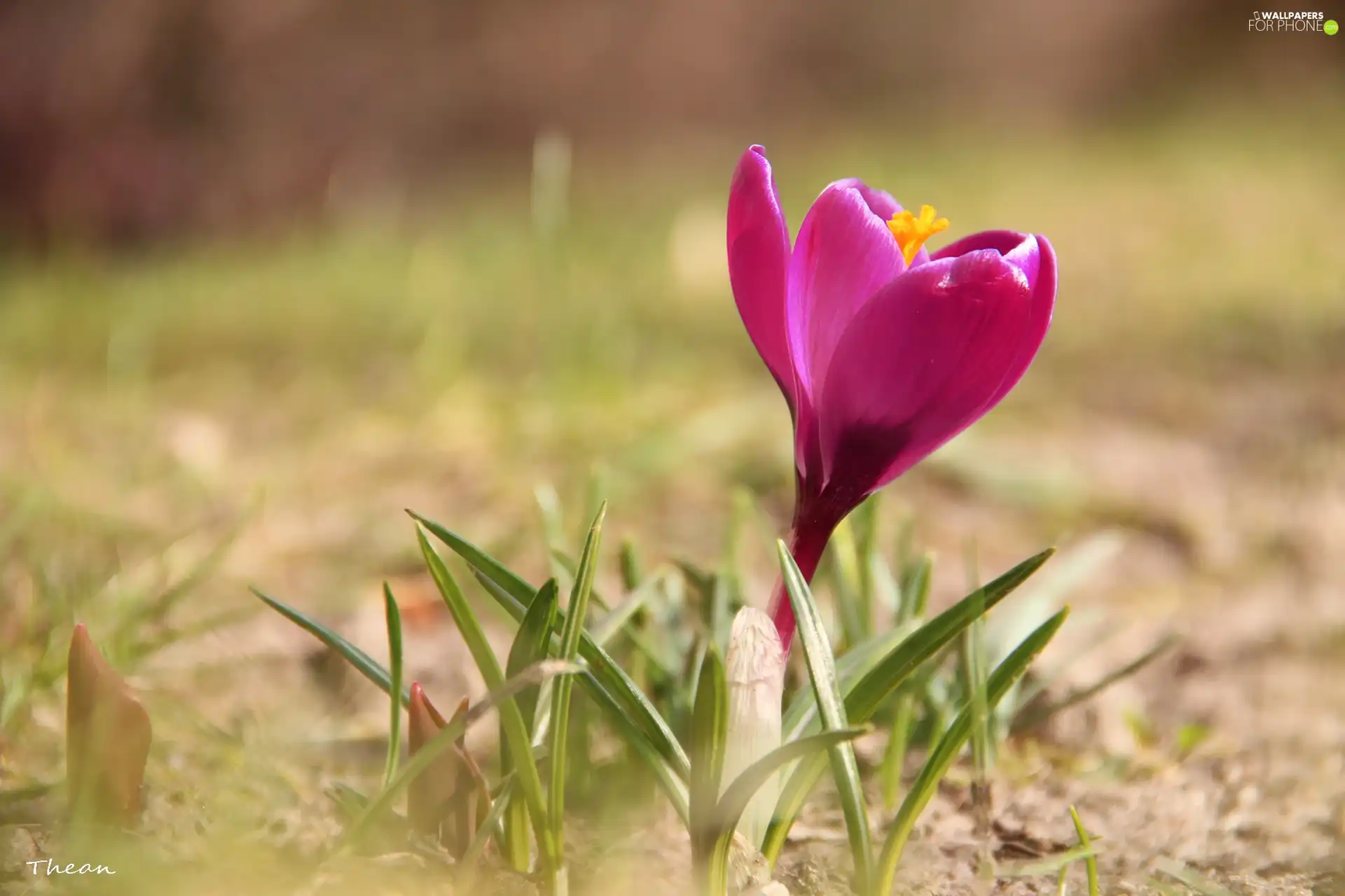 Spring, Pink, crocus