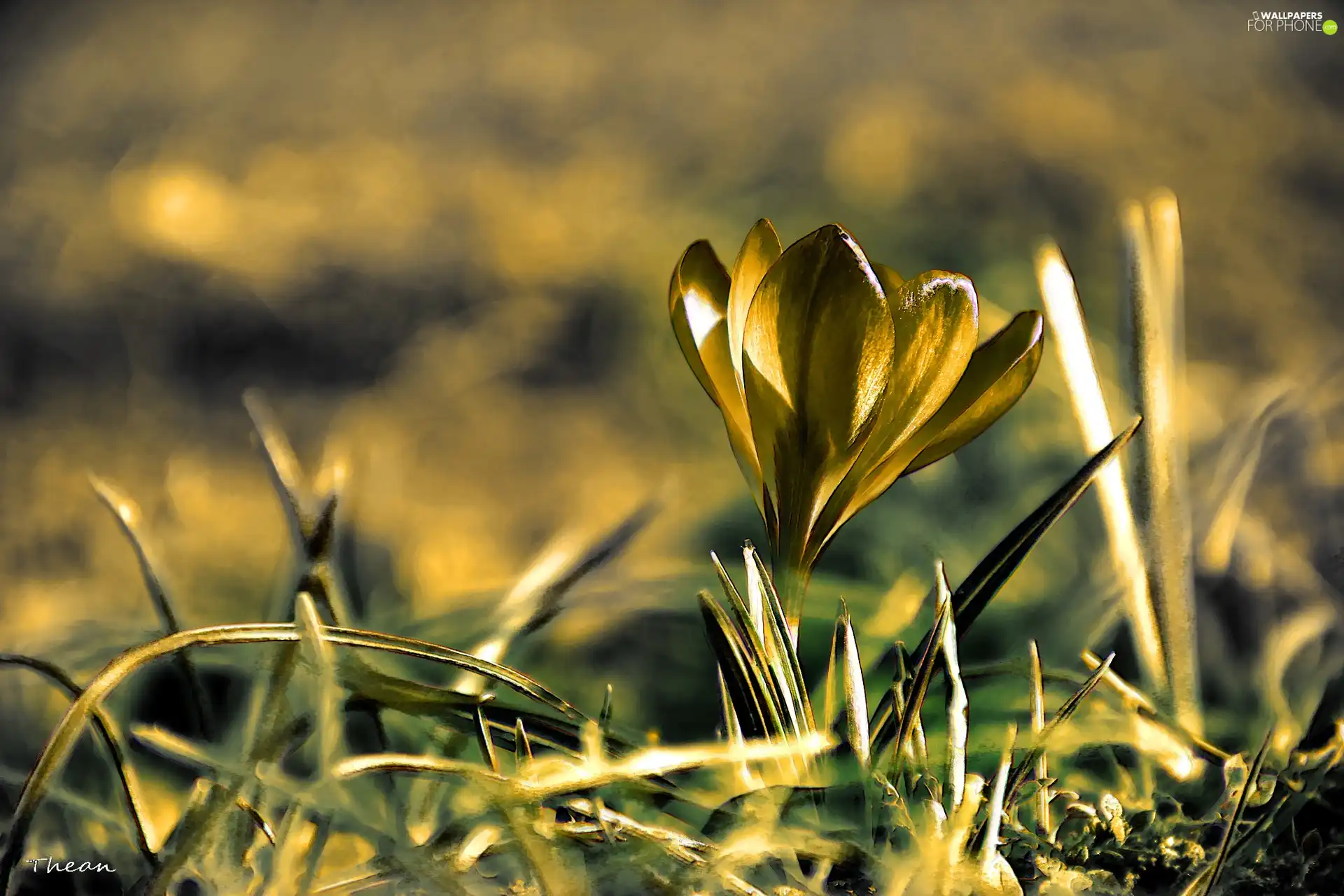 crocus, Spring