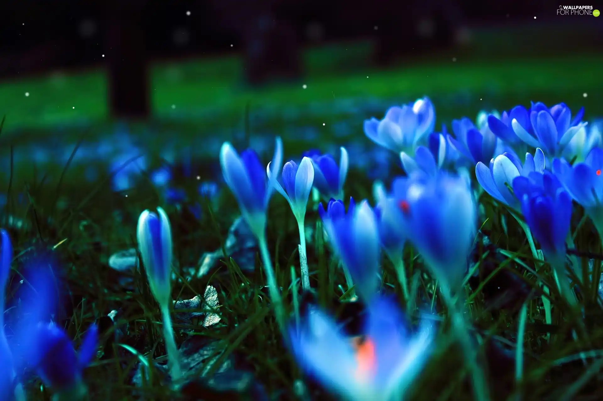 Spring, Blue, crocuses